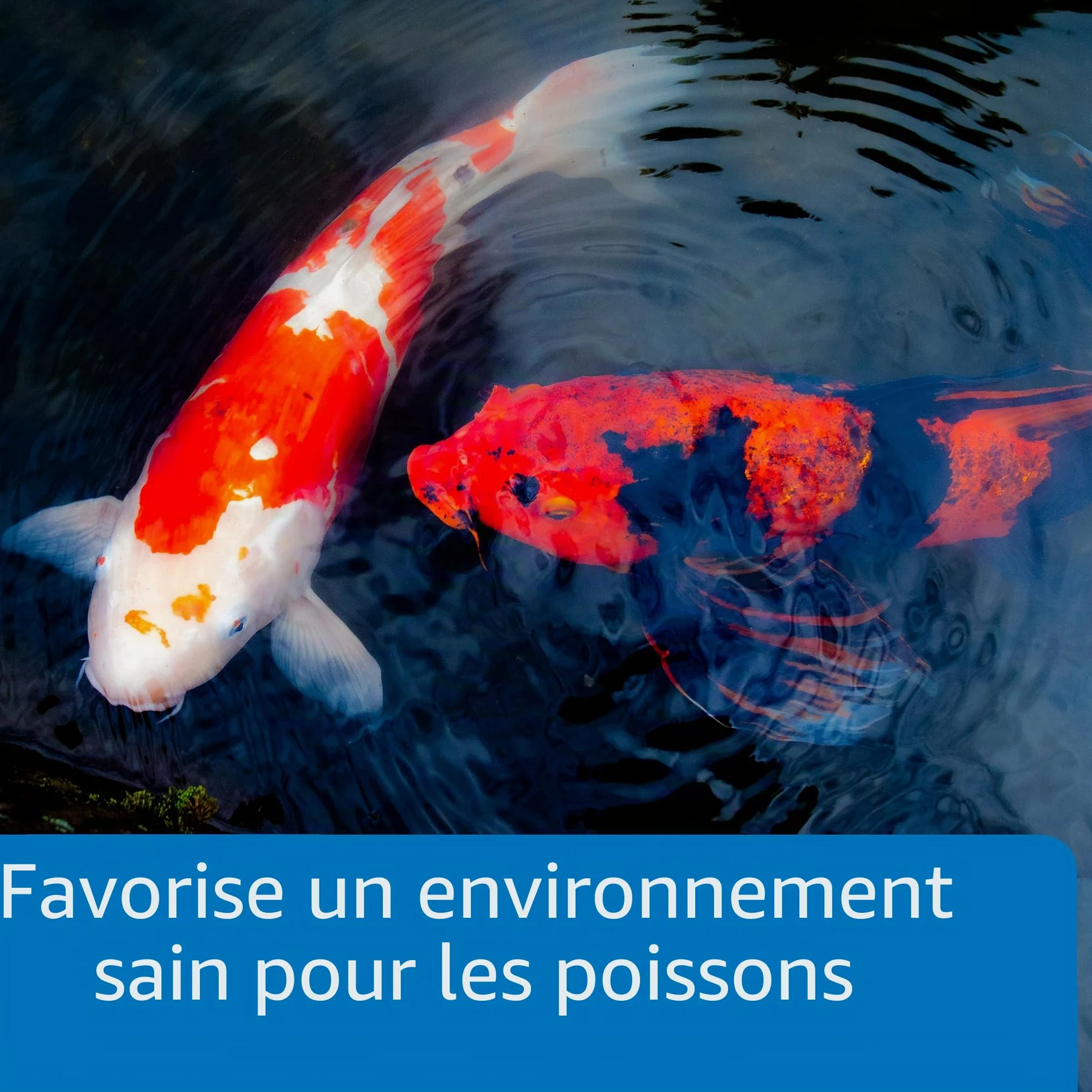 Api Ecofix Destructeur de Boue/clarificateur d'eau sans Danger pour Les Animaux domestiques 473 ML