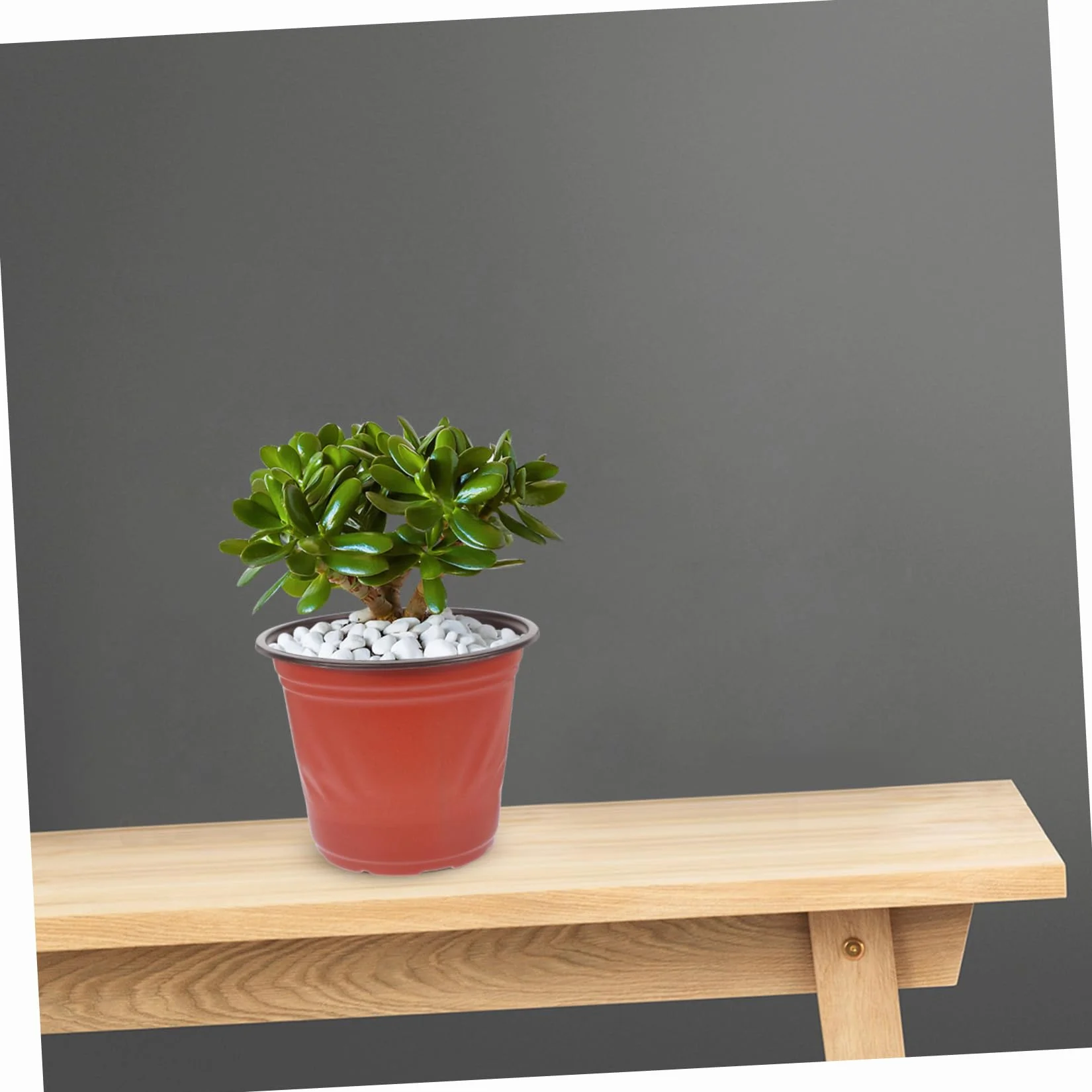 Pots de Fleurs en PP Bicolore 4.65 Pouces Lot de 50 pour Jardinage et Plantes Succulentes Réutilisables