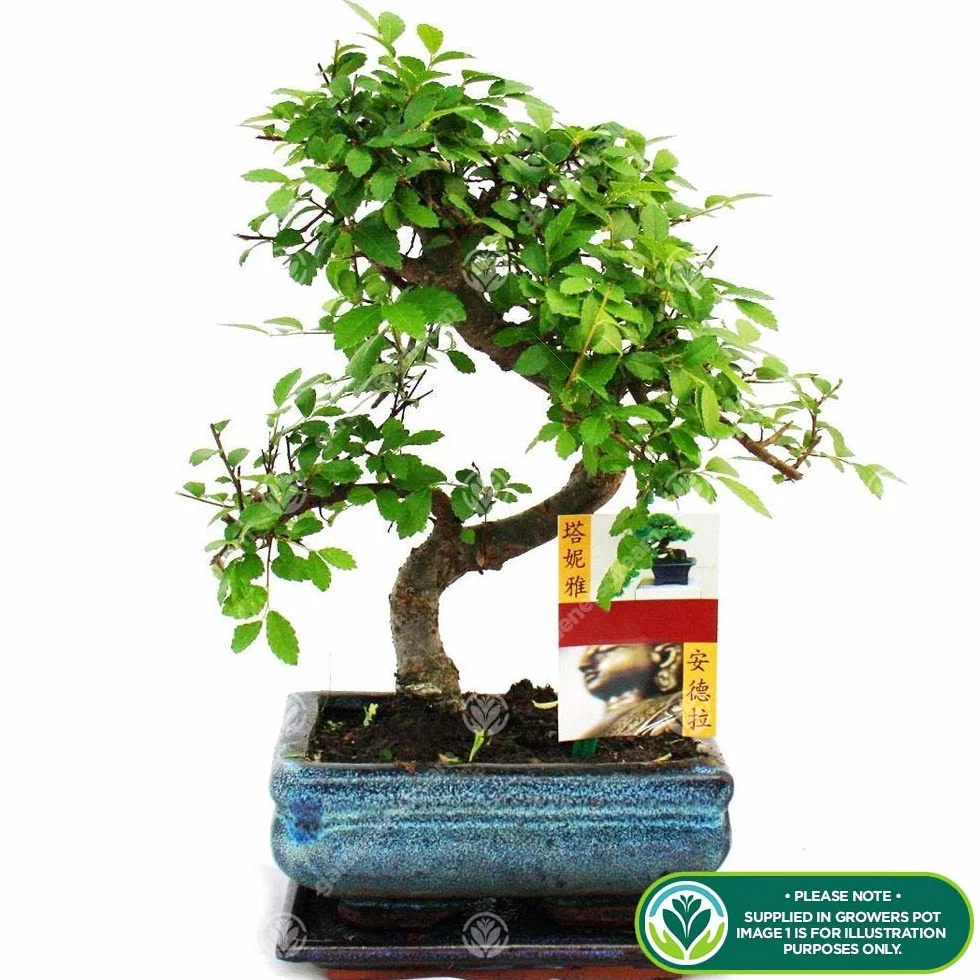 Bonsaï Orme de Chine Arbre d'intérieur Japonais Pot 15 cm