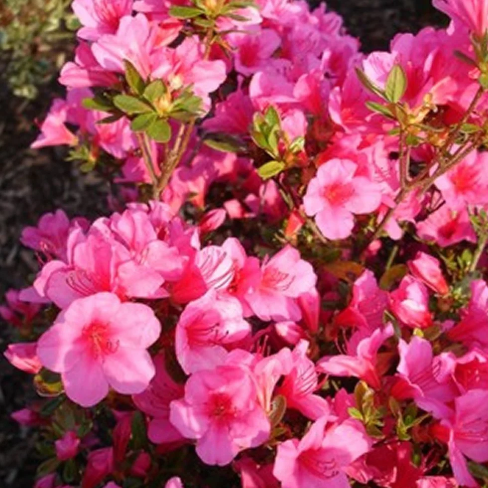 Azalée Rose GardenersDream Rhododendron Japonais Persistant - Plante Arbuste à Fleurs pour Jardin en Pot