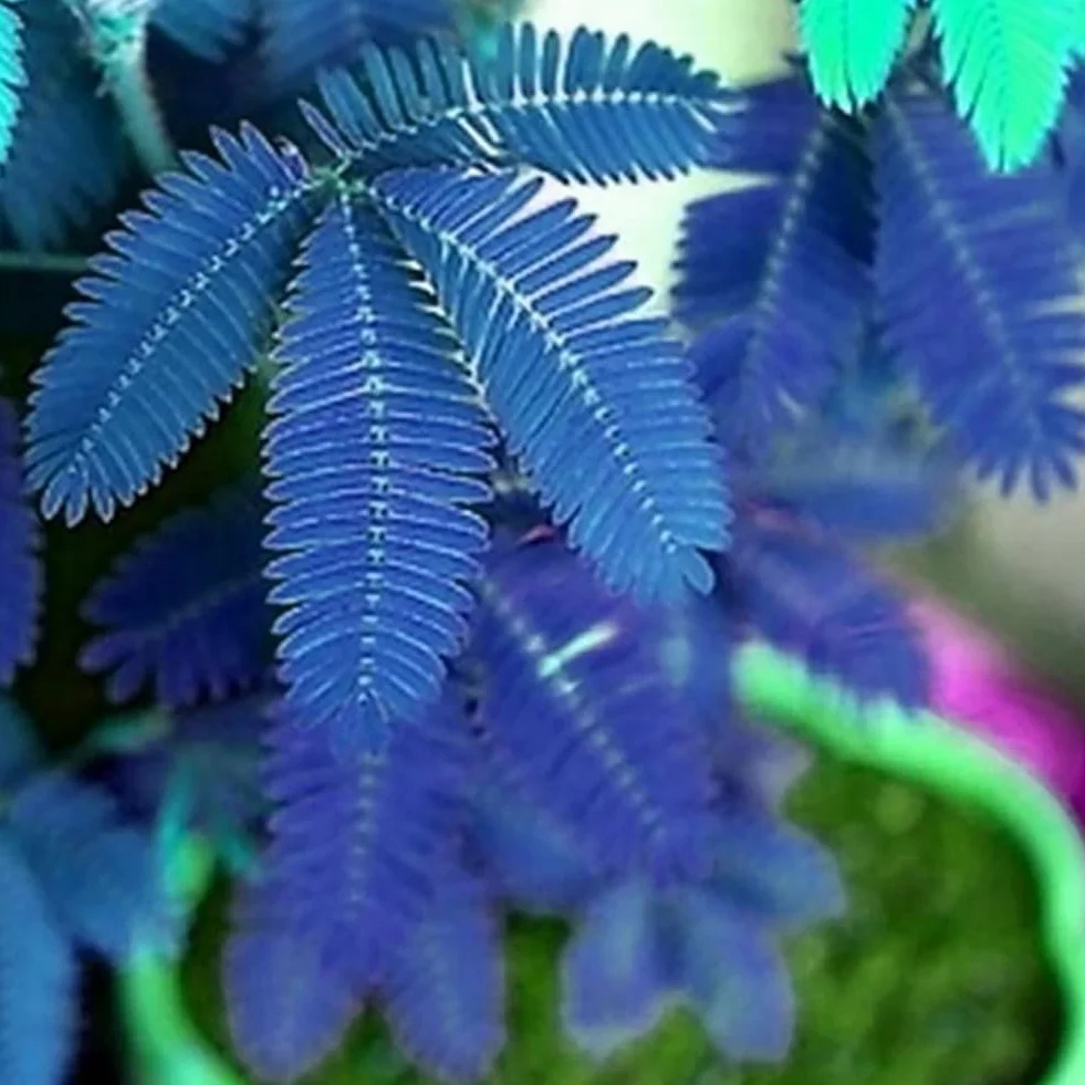 Mimosa Pudica Graines 100 Pcs, Jardin Bonsaï Plantes Décor Maison Pourpre
