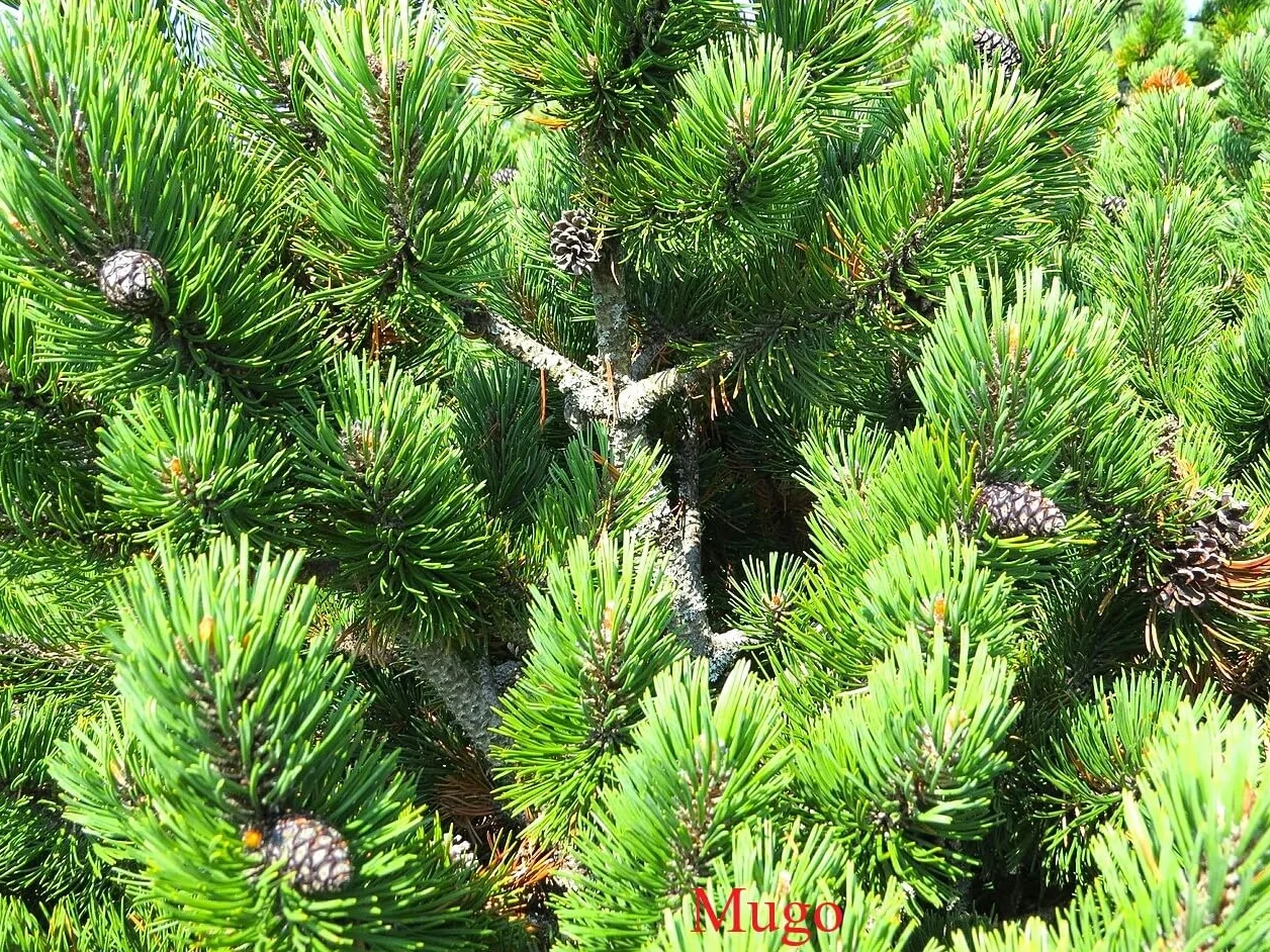Graines de pins 4 variétés Pin parasol sylvestre maritime Mugo