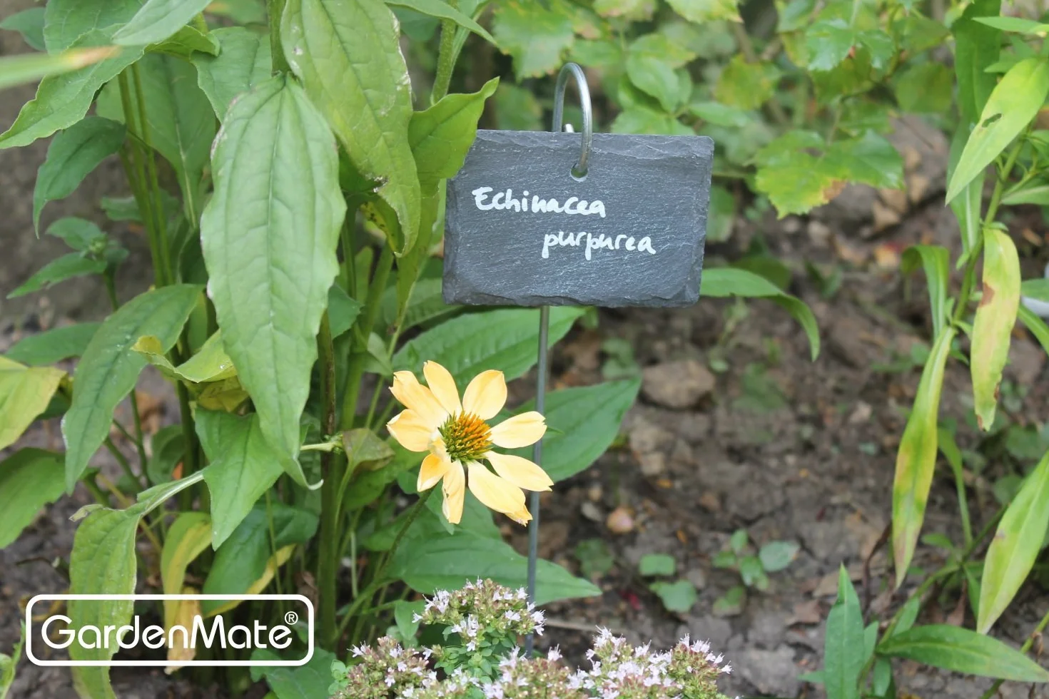 GardenMate 10-Pack 10,2 cm X2 3/10,2 cm Ardoise étiquettes 5-Pack 17" Slate Labels with Metal Rod