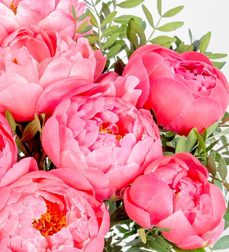 Bouquet de Pivoines Fraîches Livré à la Main - Composition Florale Élégante avec Expédition le Lendemain