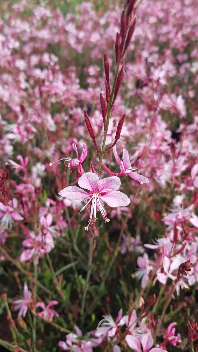 Gaura lindheimeri 'Siskiyou pink' Vivace 3-4 litres
