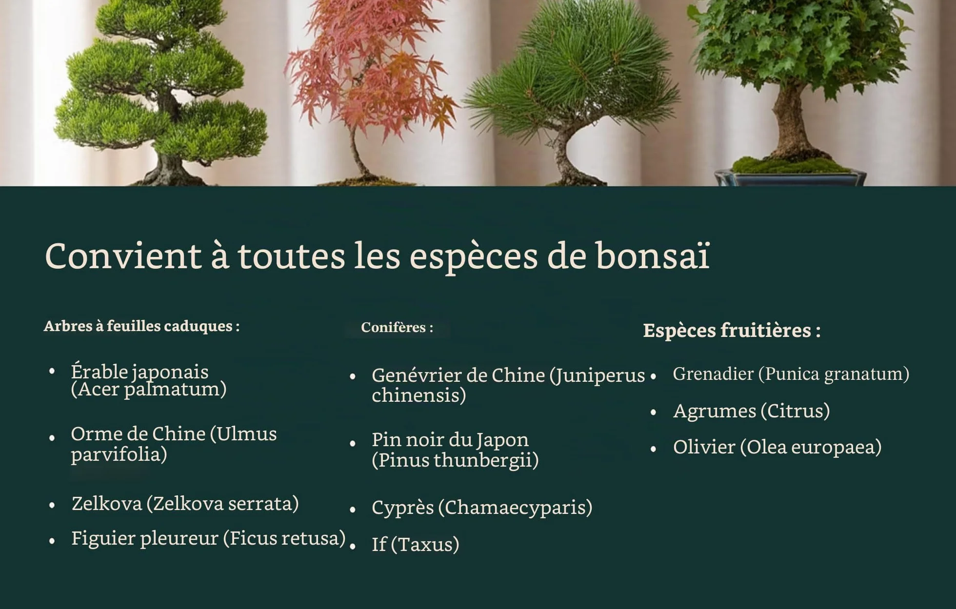 Garten Lux Spray bio Vital pour feuilles de bonsaï 300 ml 16 oligo-éléments