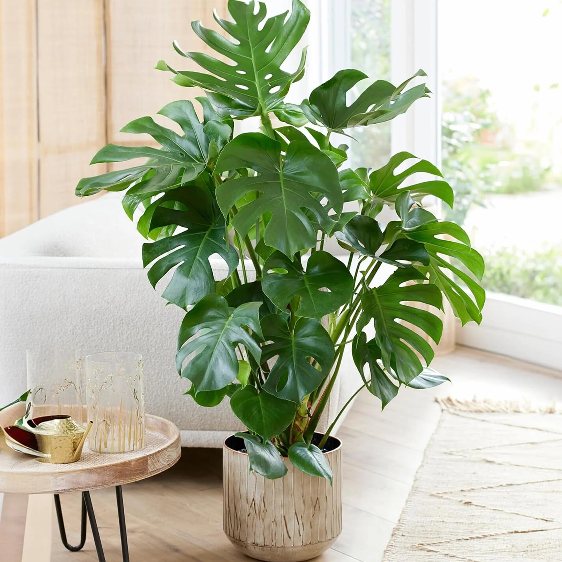 Monstera Deliciosa plante d'intérieur arbuste persistant en pot