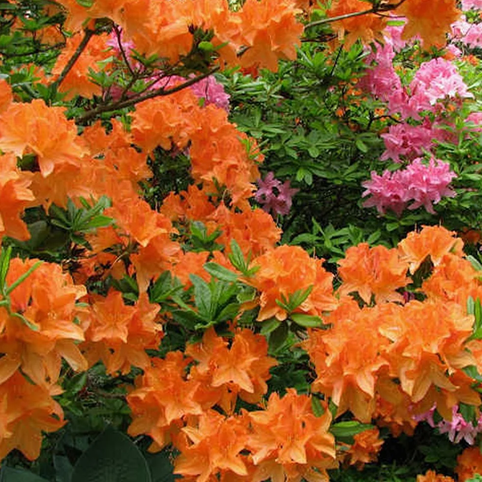 Azalée Orange GardenersDream - Plante Arbuste Rhododendron Japonais Persistante Robuste à Fleurs pour Jardin