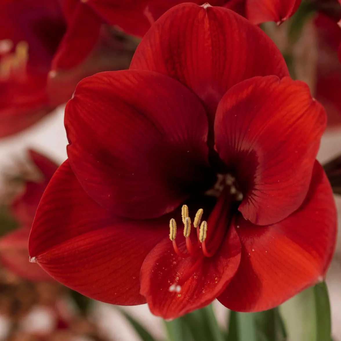 Amaryllis Bulbe Red Lion - Bulbes à fleurs grand format 26/30 - Hippeastrum de Hollande