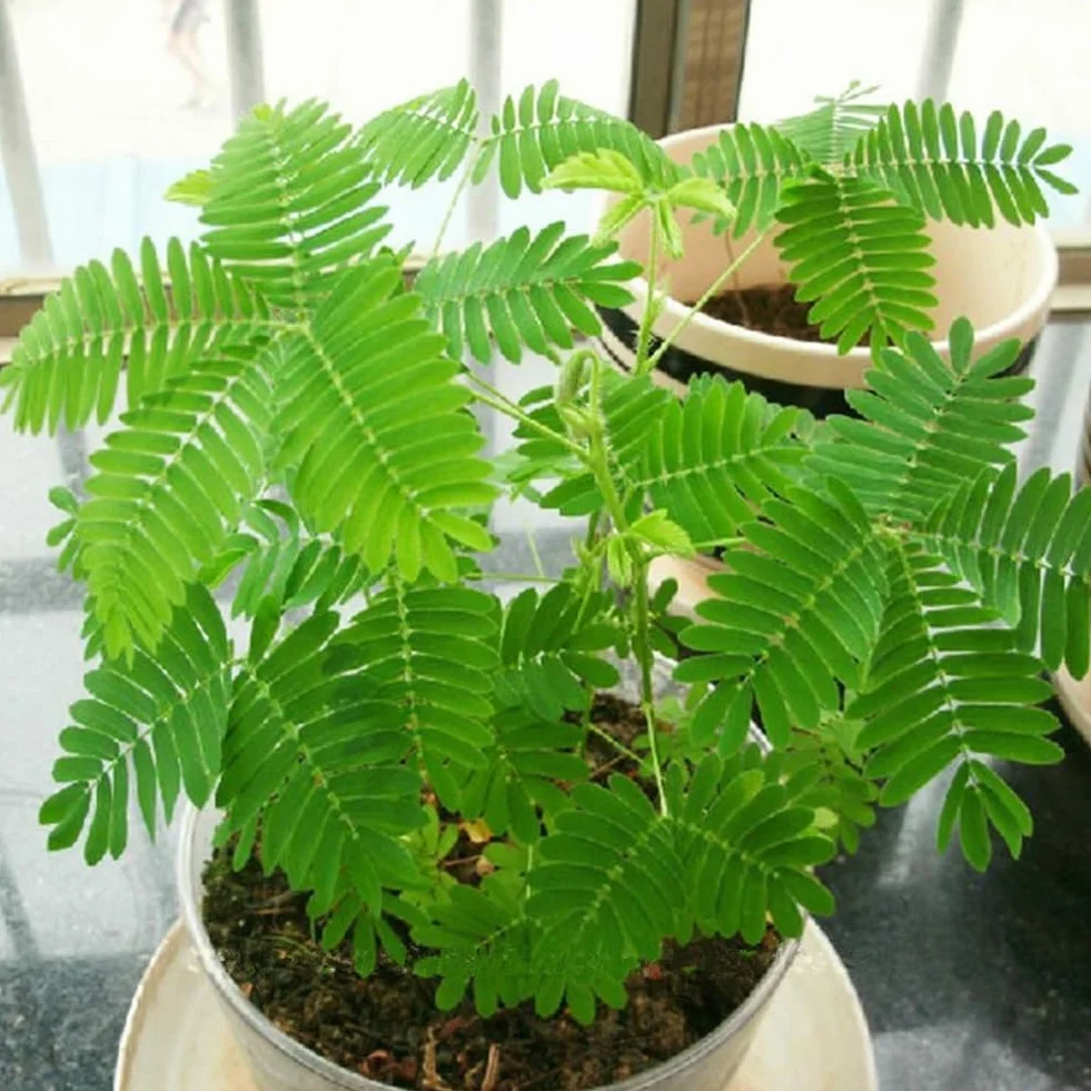 Mimosa Pudica Graines 100 Pcs, Jardin Bonsaï Plantes Décor Maison Pourpre