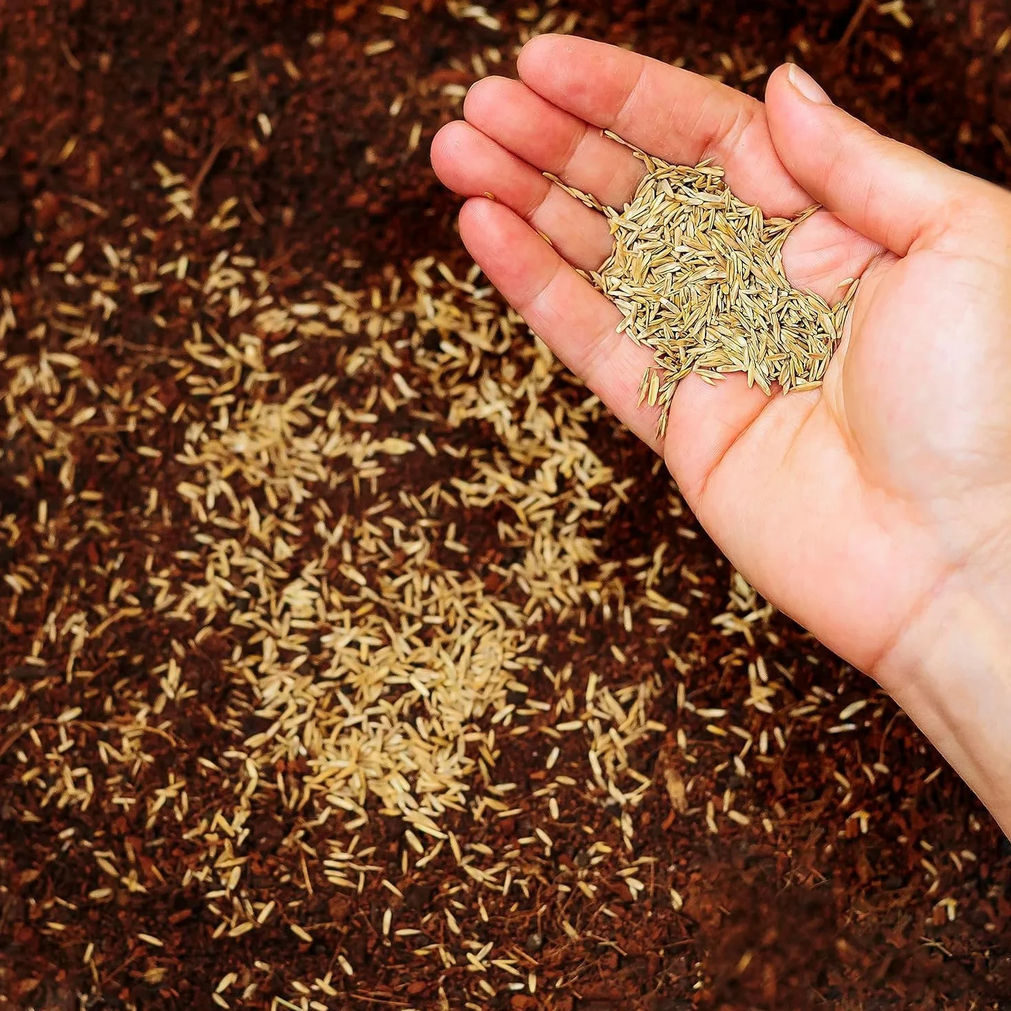 Semences pour pelouse ray-grass vivace croissance rapide 500gr 20mq