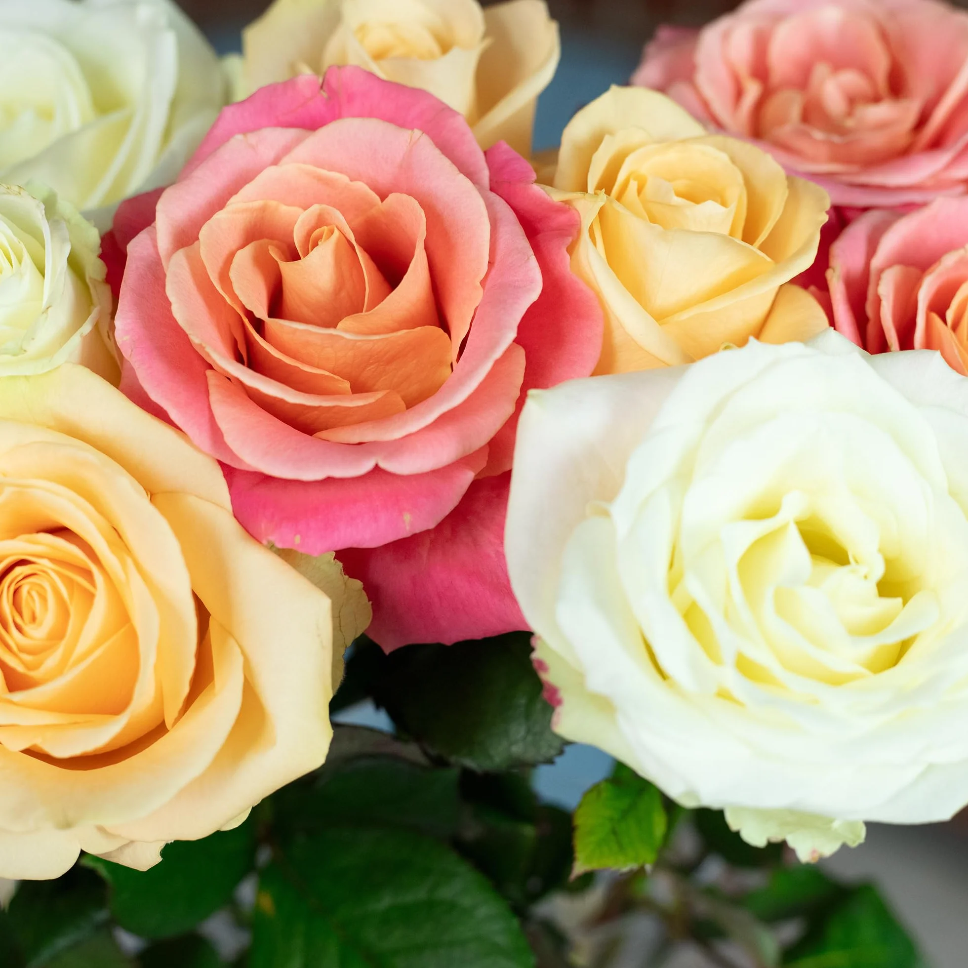 Bouquet de roses fraîches Pastel Poetry 10 tiges 50 cm