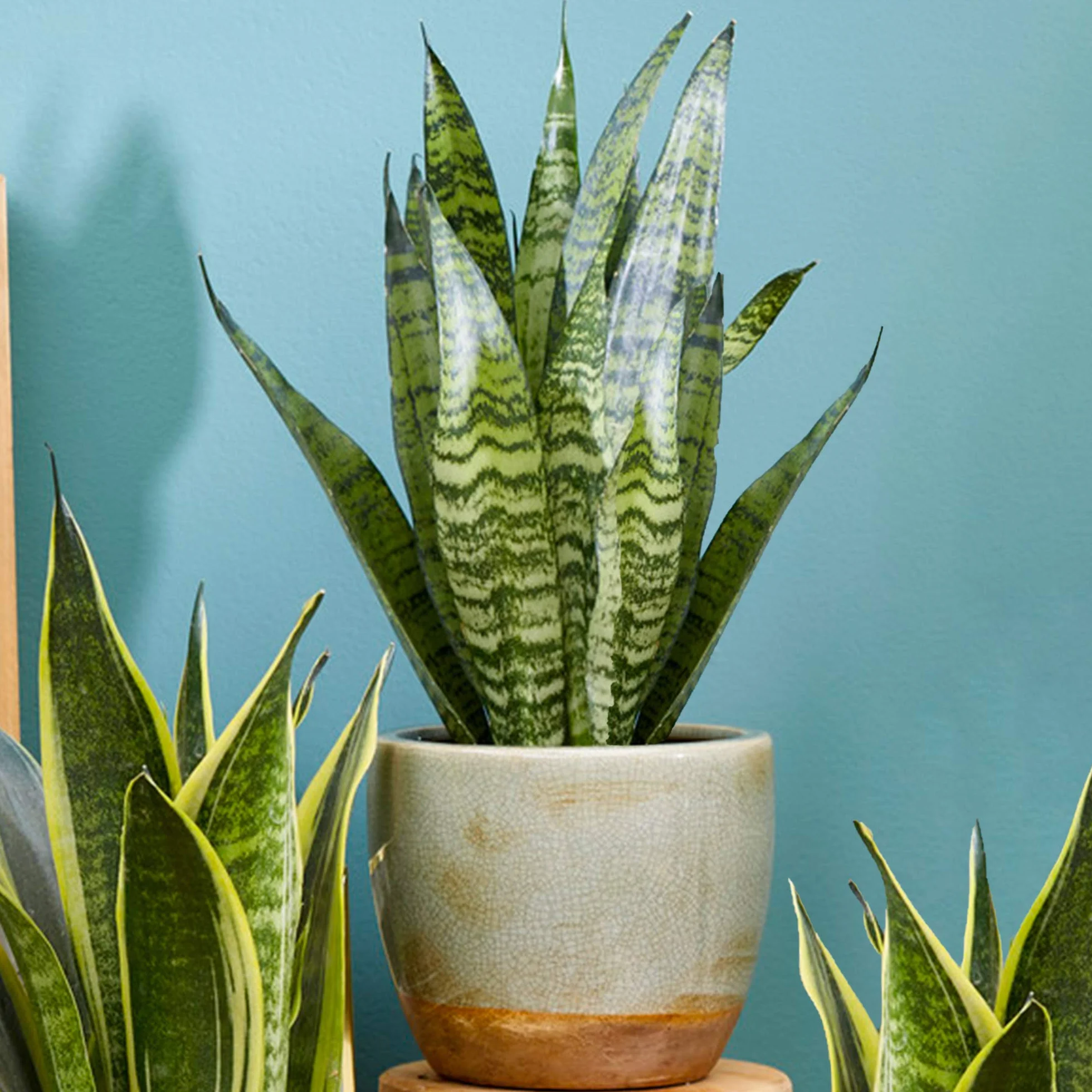 Sansevieria Black Coral 30-40 cm en pot Langue de Belle-mère