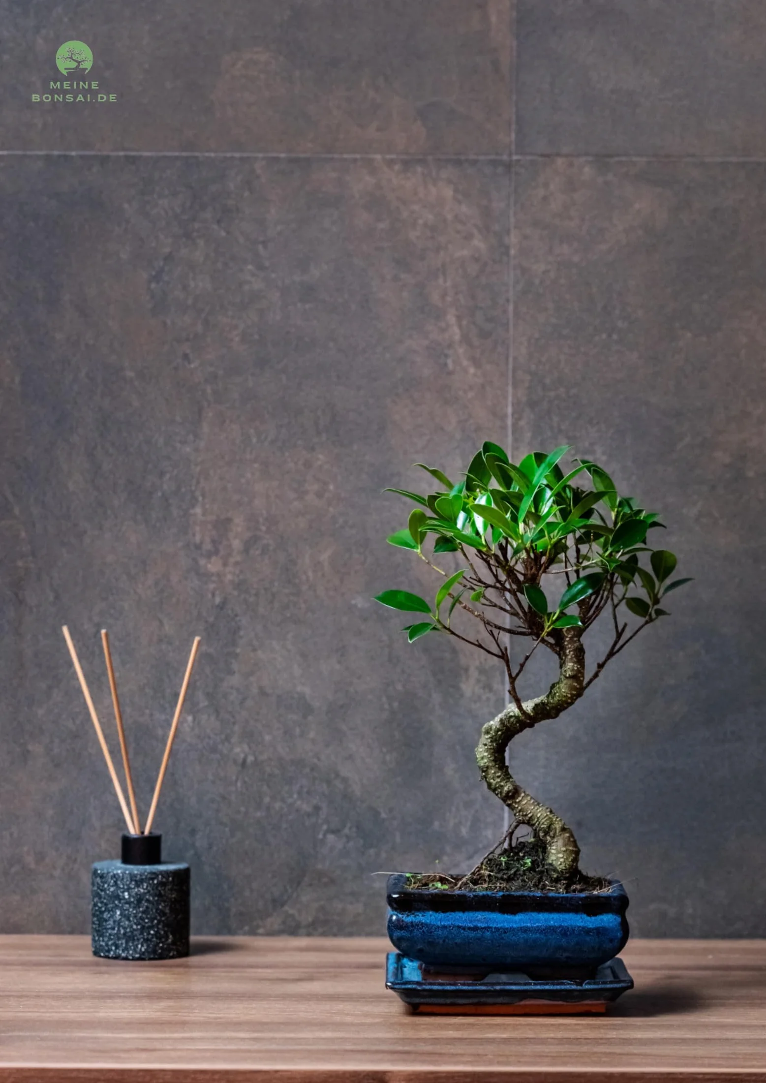 Arbre bonsaï Ficus Microcarpa en pot céramique 15 cm 8-9 ans