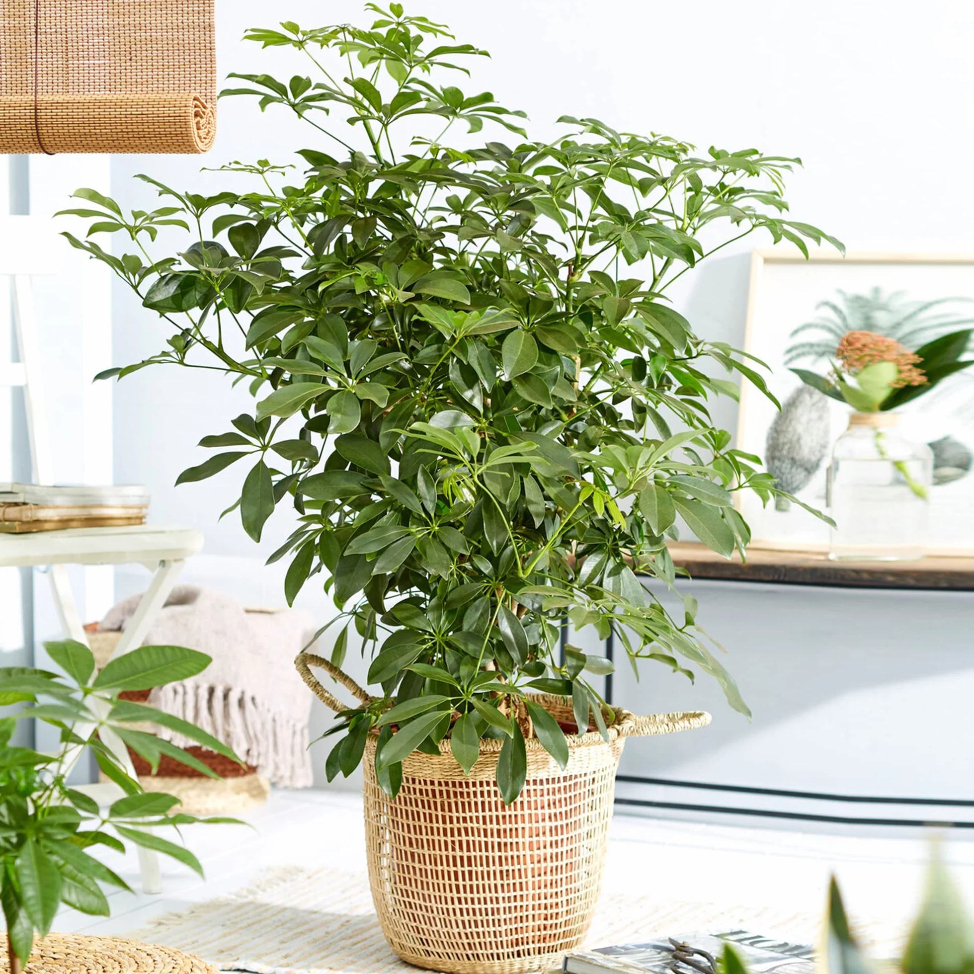 Schefflera Nora Plante d'intérieur rare exotique grande toujours verte
