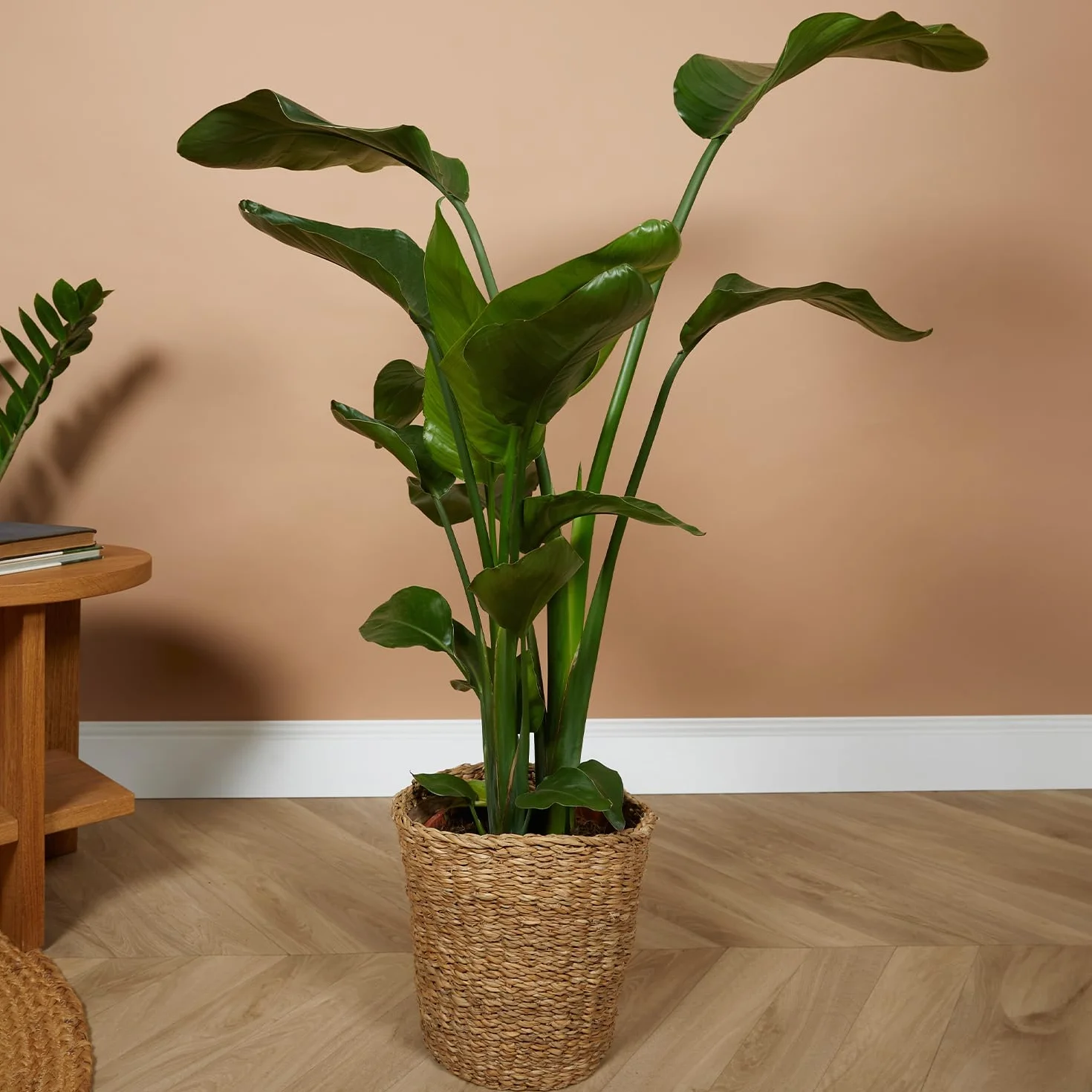 Bloomique Strelitzia Nicolai Plante oiseau de paradis Pot 21 cm Hauteur 90-110 cm