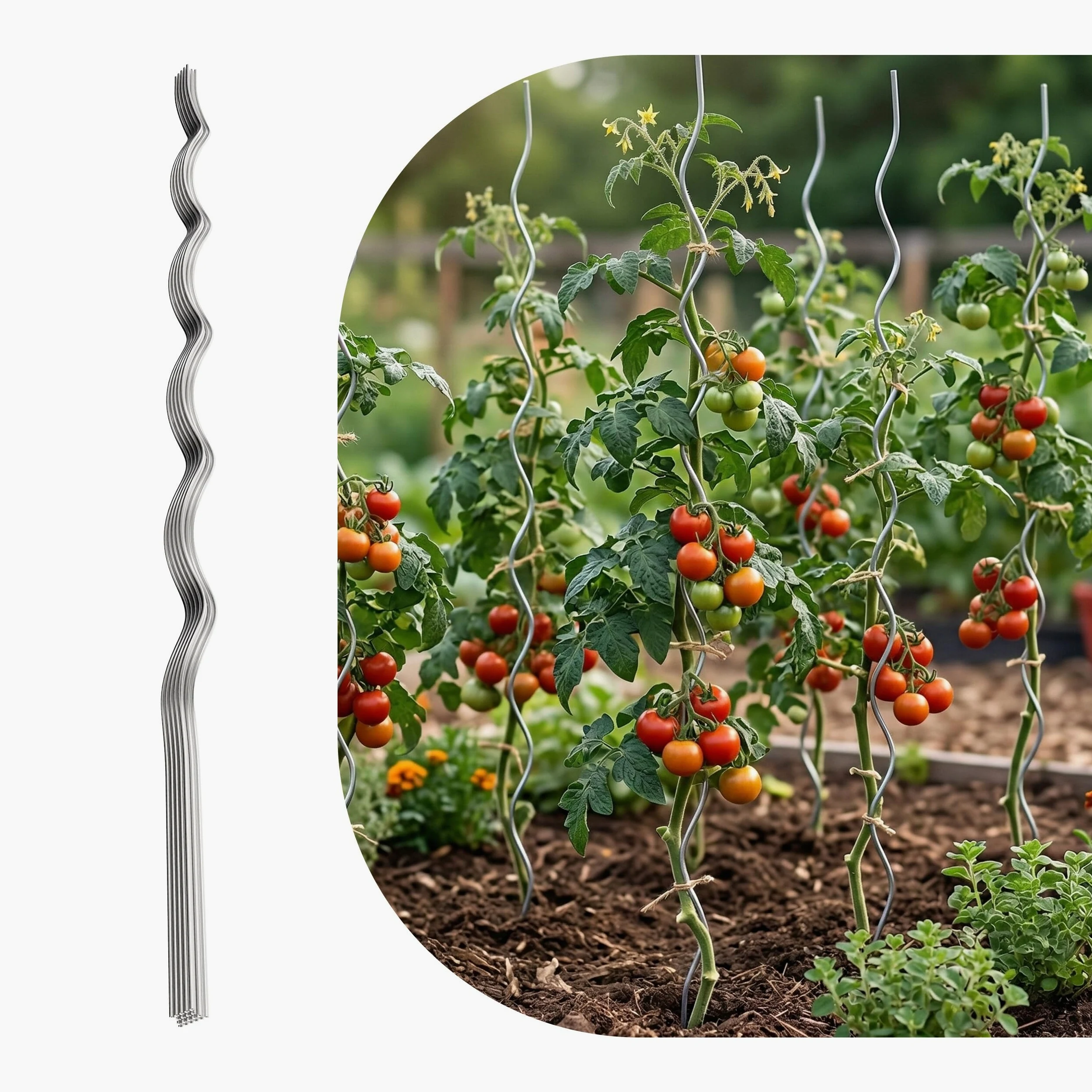 Relaxdays Tuteurs spiraux pour tomates, Lot de 10, H 170 cm, Ø 5 mm, métal galvanisé