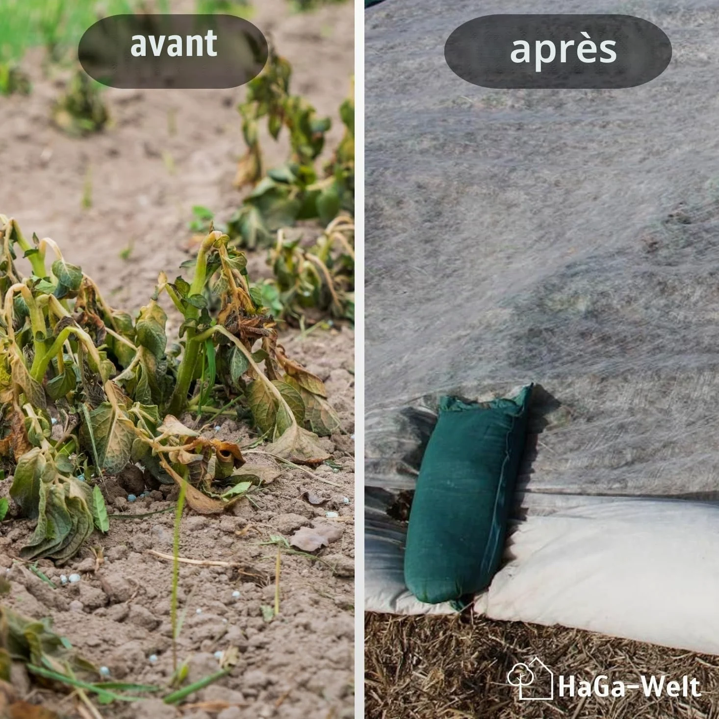 HaGa Non-tissé de couverture 30g/m² en 1,6m x 50m - Non-tissé de protection contre le gel pour les plantes - Non-tissé respirant pour les couches précoces - Pour les couvertures de lits surélevés