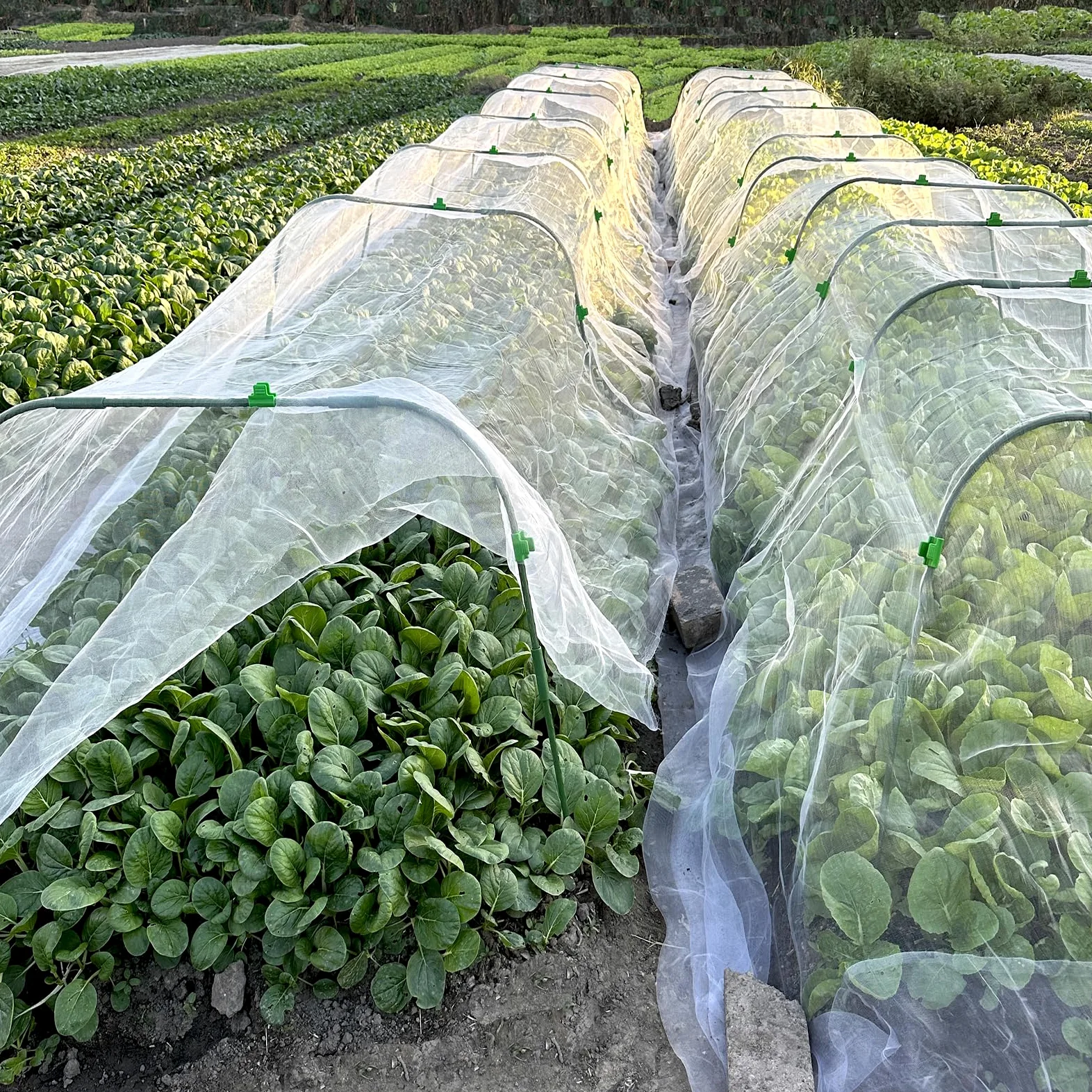 Kit de filet de jardin, filet de barrière en maille fine de 3 x 10 m avec 8 cerceaux de jardin et 24 clips, filet anti-insectes, couverture de rangée de parterres surélevés, protège les légumes, les