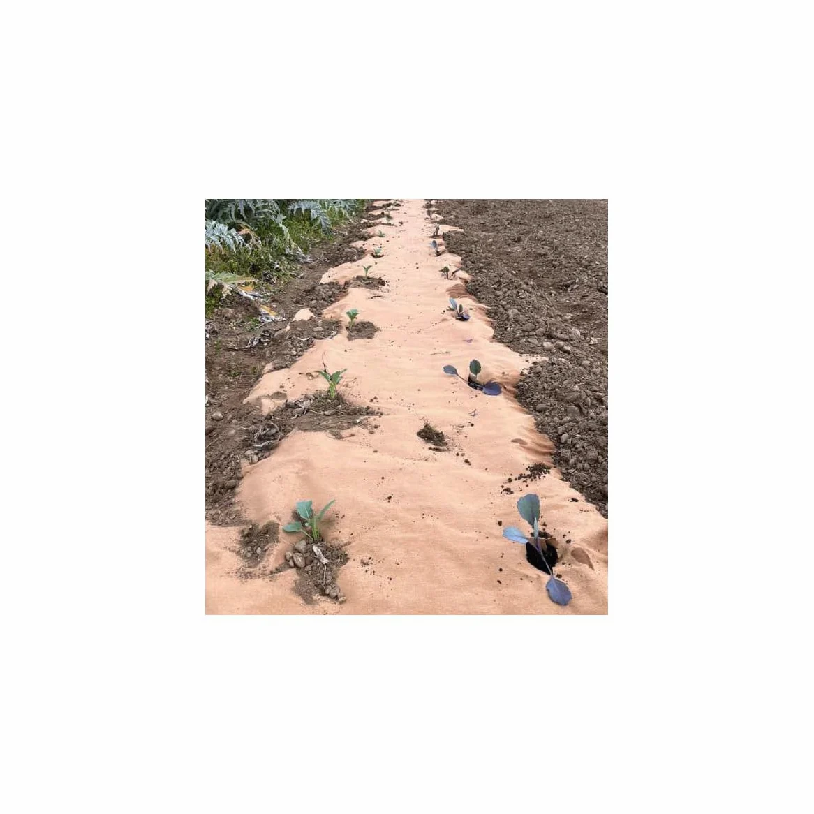Toile de paillage Agricole 0.4 x 100m Autodégradable 2en1 Engrais et Anti Mauvaises Herbes 100% Cellulose