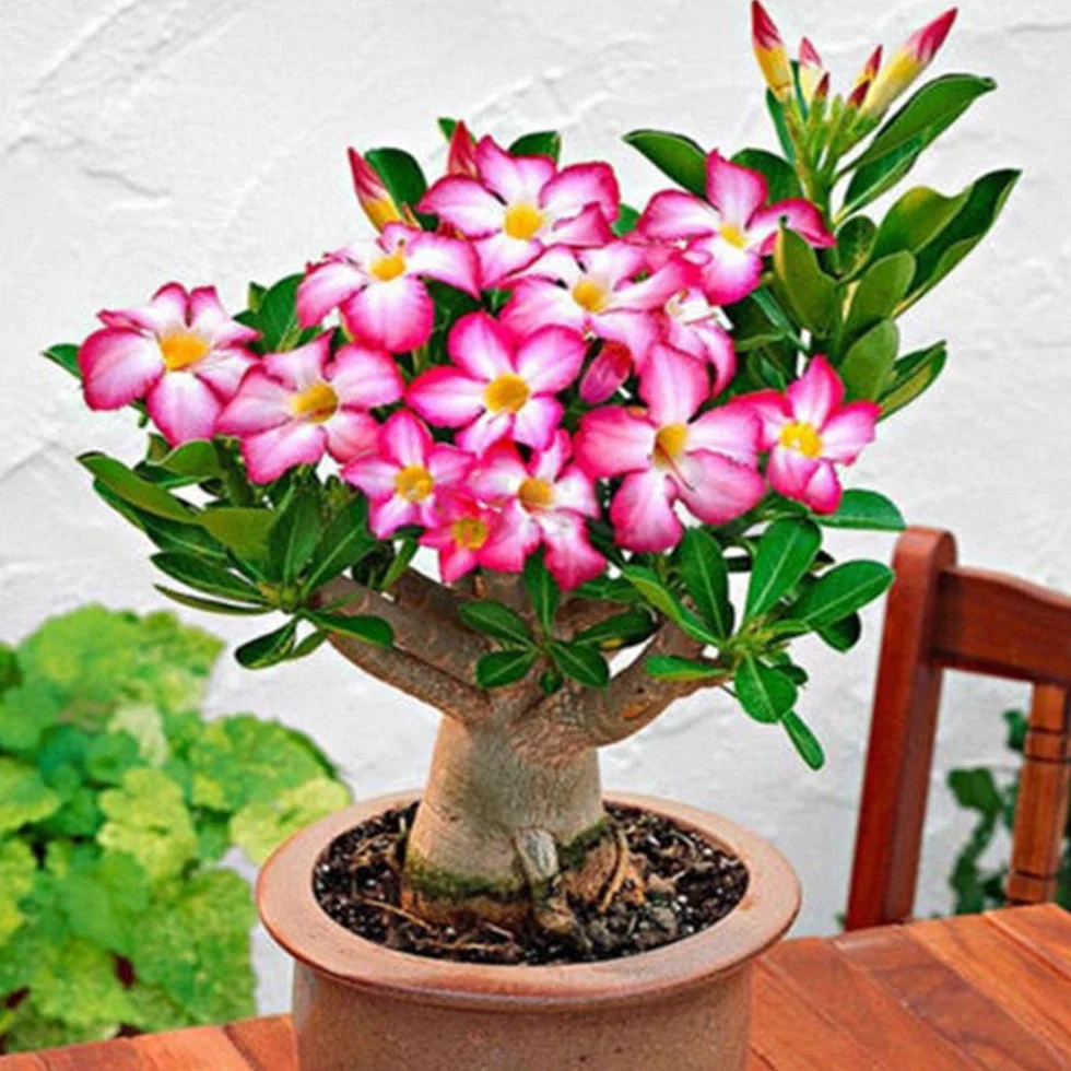 Adenium Obesum Seeds - 5PCS Rare Rose Desert Rose Graines, Bonsaï Arbre Plante Décor