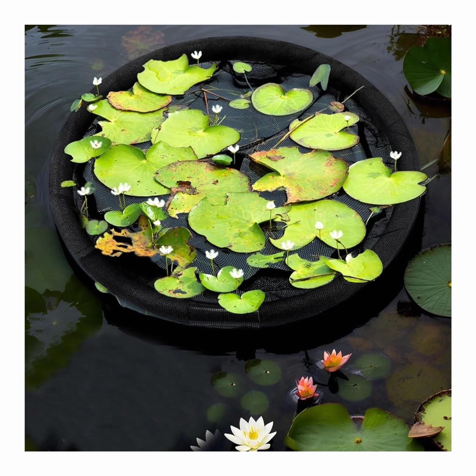 Barrière flottante en forme de flore pour poissons 80 cm protection plantes flottantes étang