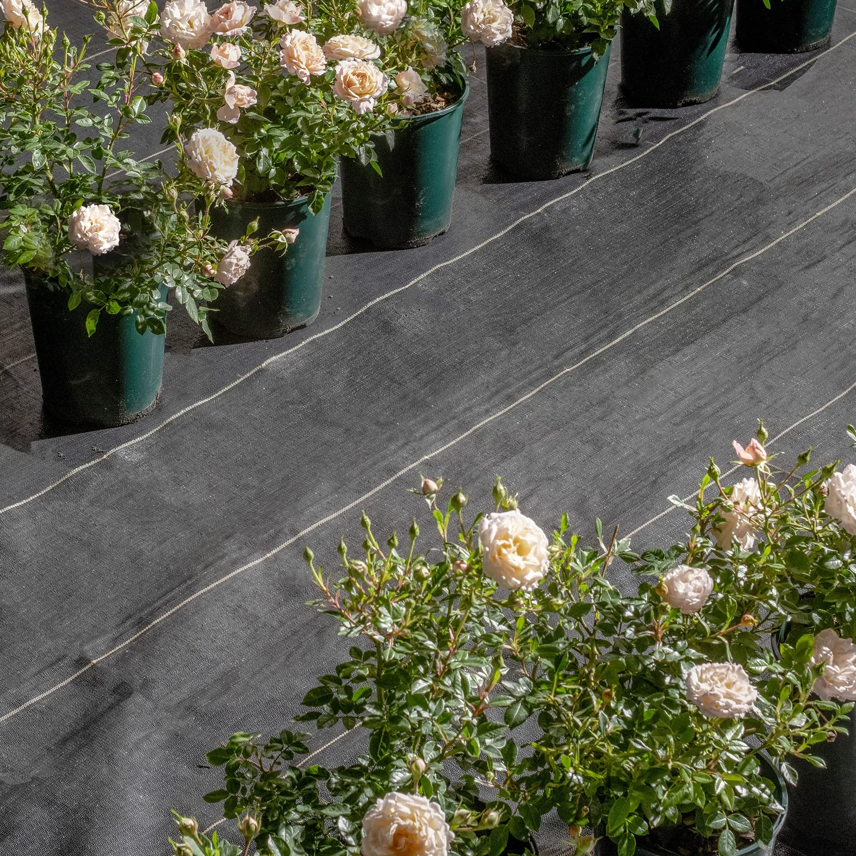 Pro-Tec 2 m Tissu de contrôle des Mauvaises Herbes Extra Heavy Duty 125 g/m² Paysage Jardin Sol Coque Membrane Doré Line Gold 2m x 50m