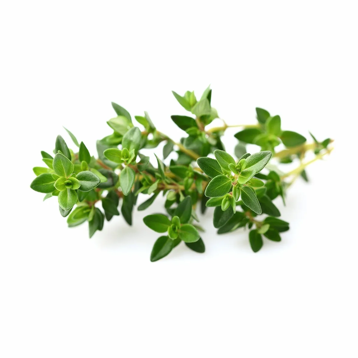 Click & Grow Smart Herb Garden Pack de 3 Recharge Thym Blanc 15 x 4 x 4 cm