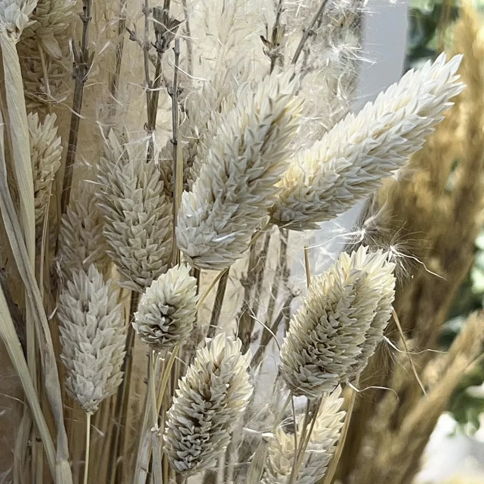 Chaks Bouquet PHALARIS SÉCHÉS Misty 64CM Blanc