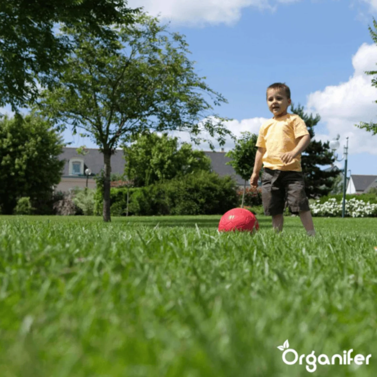 Organifer Graines De Gazon À Germination Rapide 1 Kg 50 M2 Pelouses Sportives