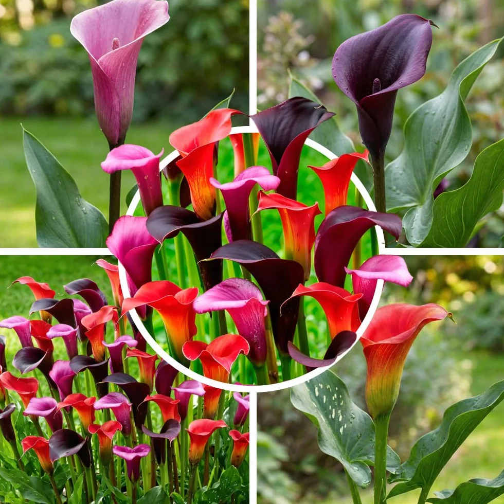 Calla Lys violets noirs rouges 5 bulbes hollandais grands pour pot