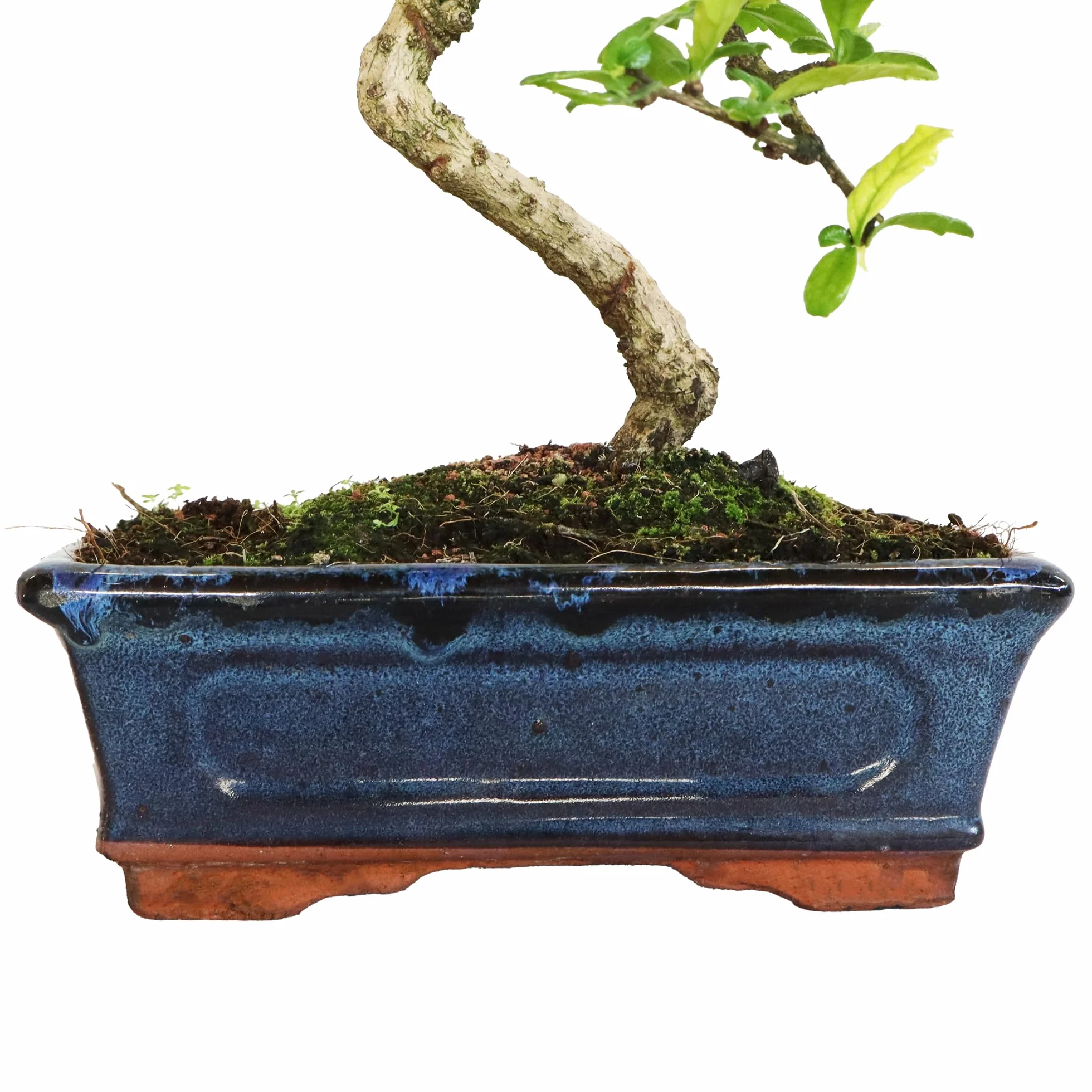 KENTIS Carmona Bonsai Fukien Tea Thé coréen H 35-45 cm Pot Ø 20 cm