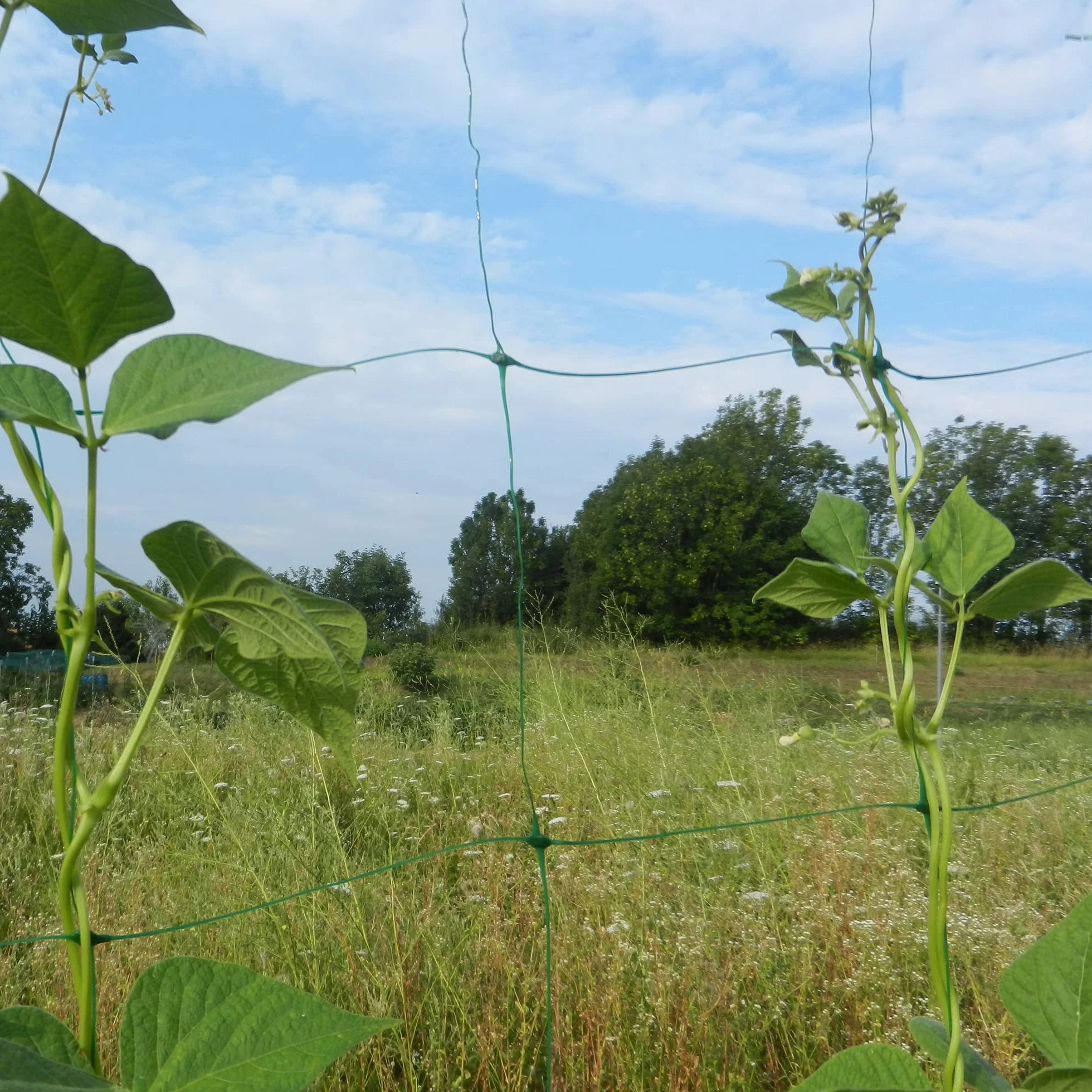 TENAX filet à Ramer Flora 2,00x10 m Vert