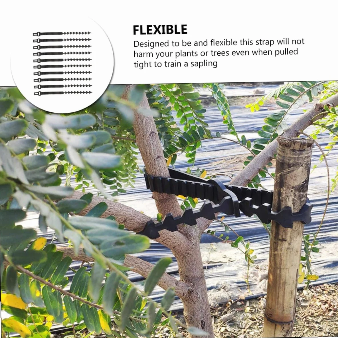Lot de 10 Sangles en Caoutchouc pour Attache d'arbre Fruitier, Supports Robustes et Ajustables pour Fixation et Formation des Jeunes Plants