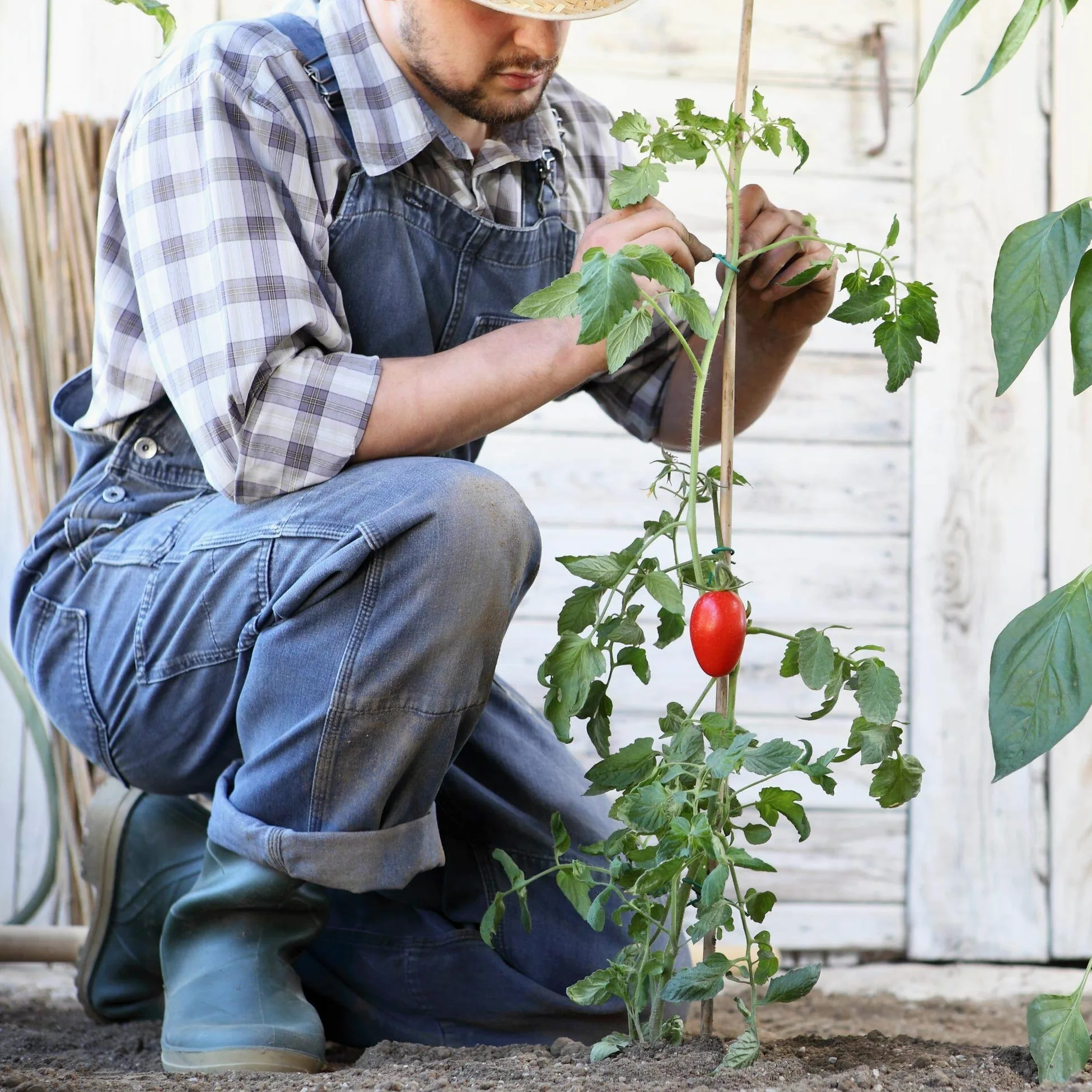 UNUS Bâtons de bambou, lot de 50 tuteurs en bambou de 150 cm de long, support de croissance pour plantes d'intérieur ou dans le jardin pour concombres, tomates
