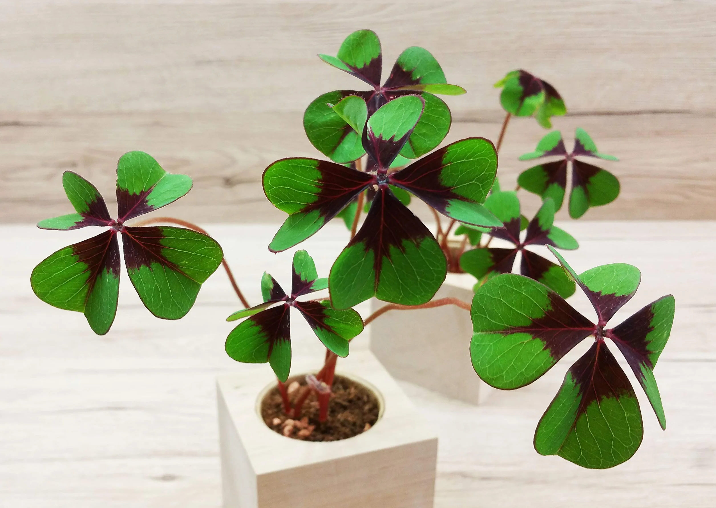 Feel Green Ecocube Trèfle À Quatre Feuilles Kit Prêt-à-Pousser 7.5cm