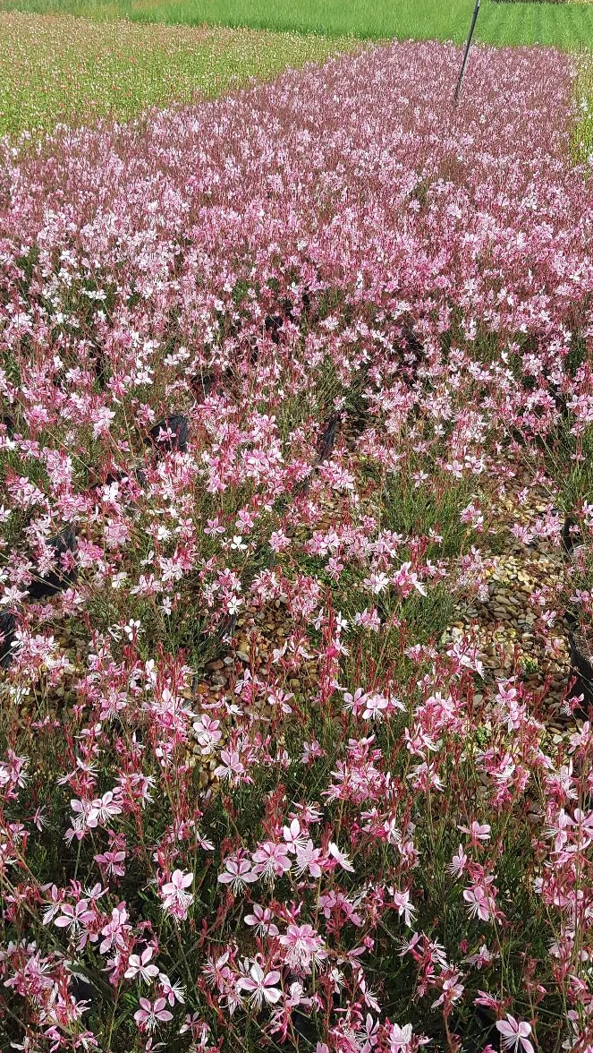 Gaura lindheimeri 'Siskiyou pink' Vivace 3-4 litres