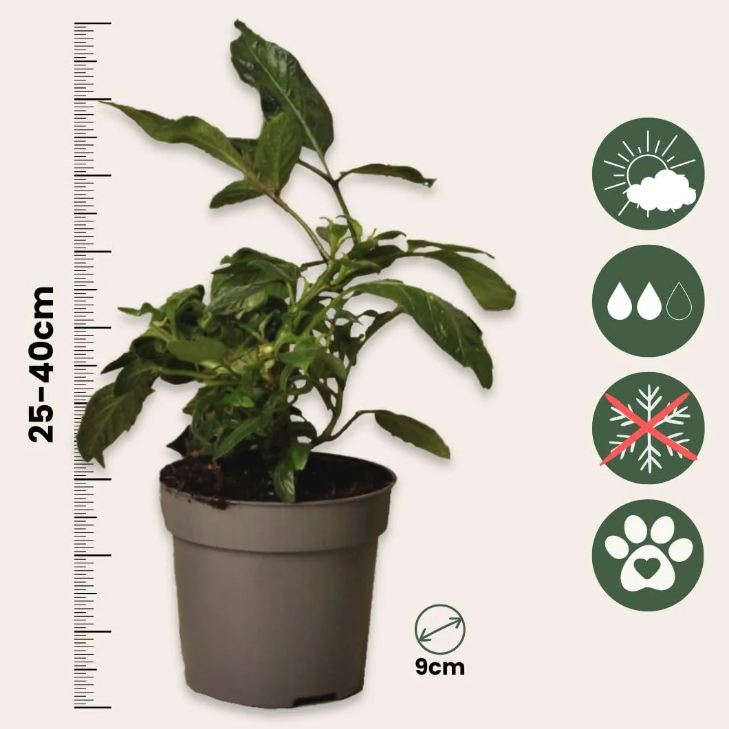 Solanum Muricatum 'Pepino gold' - Poire à melon - Set de 3 - Pot 9cm - Hauteur 25-40cm