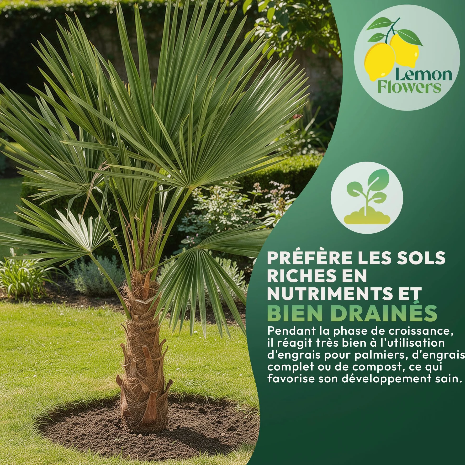 Palmier Trachycarpus Fortunei 140 cm – Palmier Extérieur Résistant -18°C | Palmier Naturel pour Jardin, Terrasse et Balcon – Plante d'Extérieur en Pot