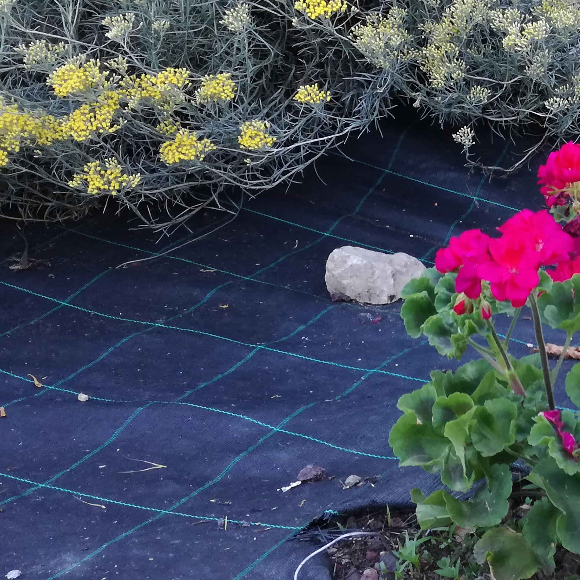 Tenax Toile de paillage Cover Pro 0,52x100 m Noir, pour Les Jardins et Les Potagers, Empêche Le Développement des Mauvaises Herbes Assurant la Qualité des Cultures