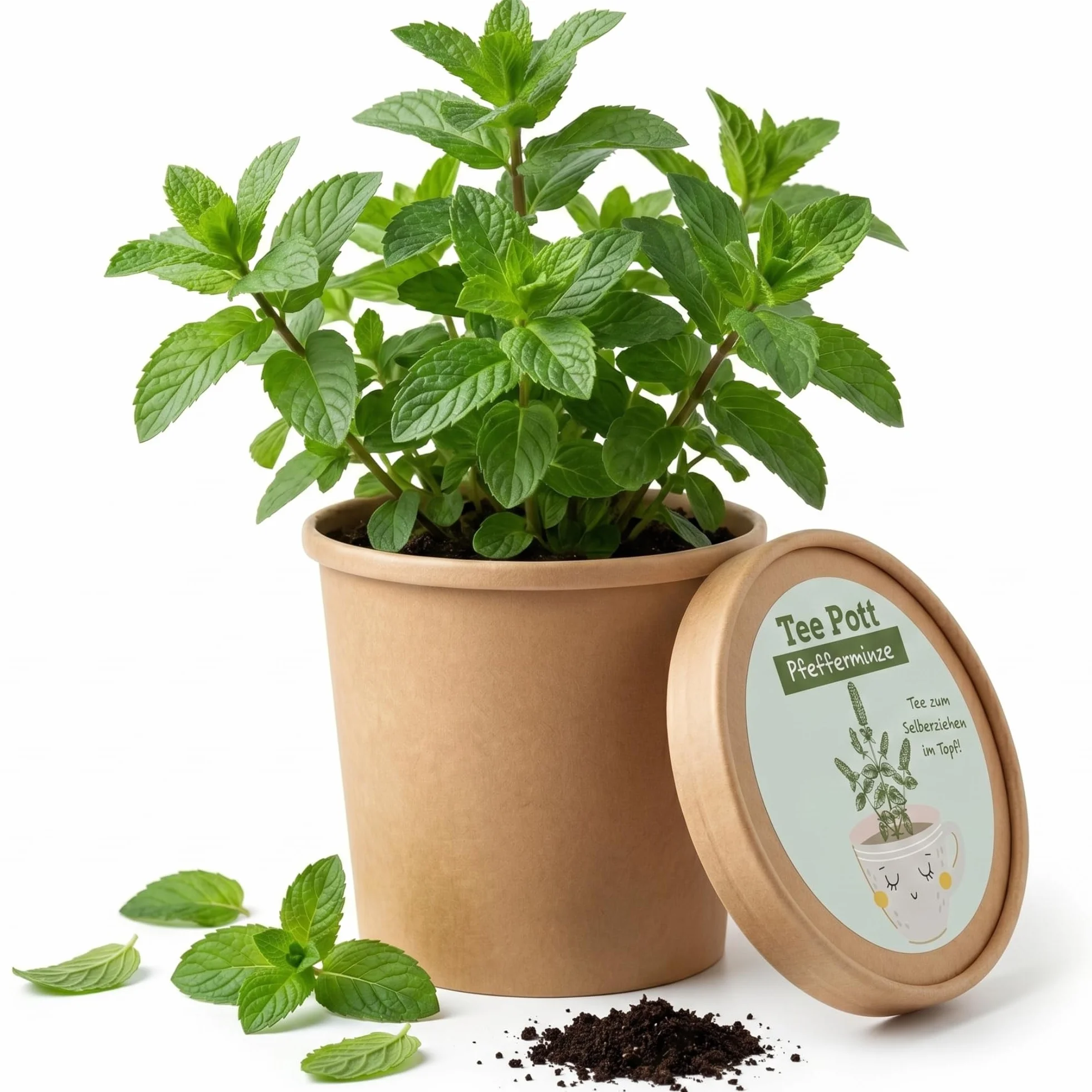 Kit de culture de menthe poivrée avec graines et terre pour rebord de fenêtre