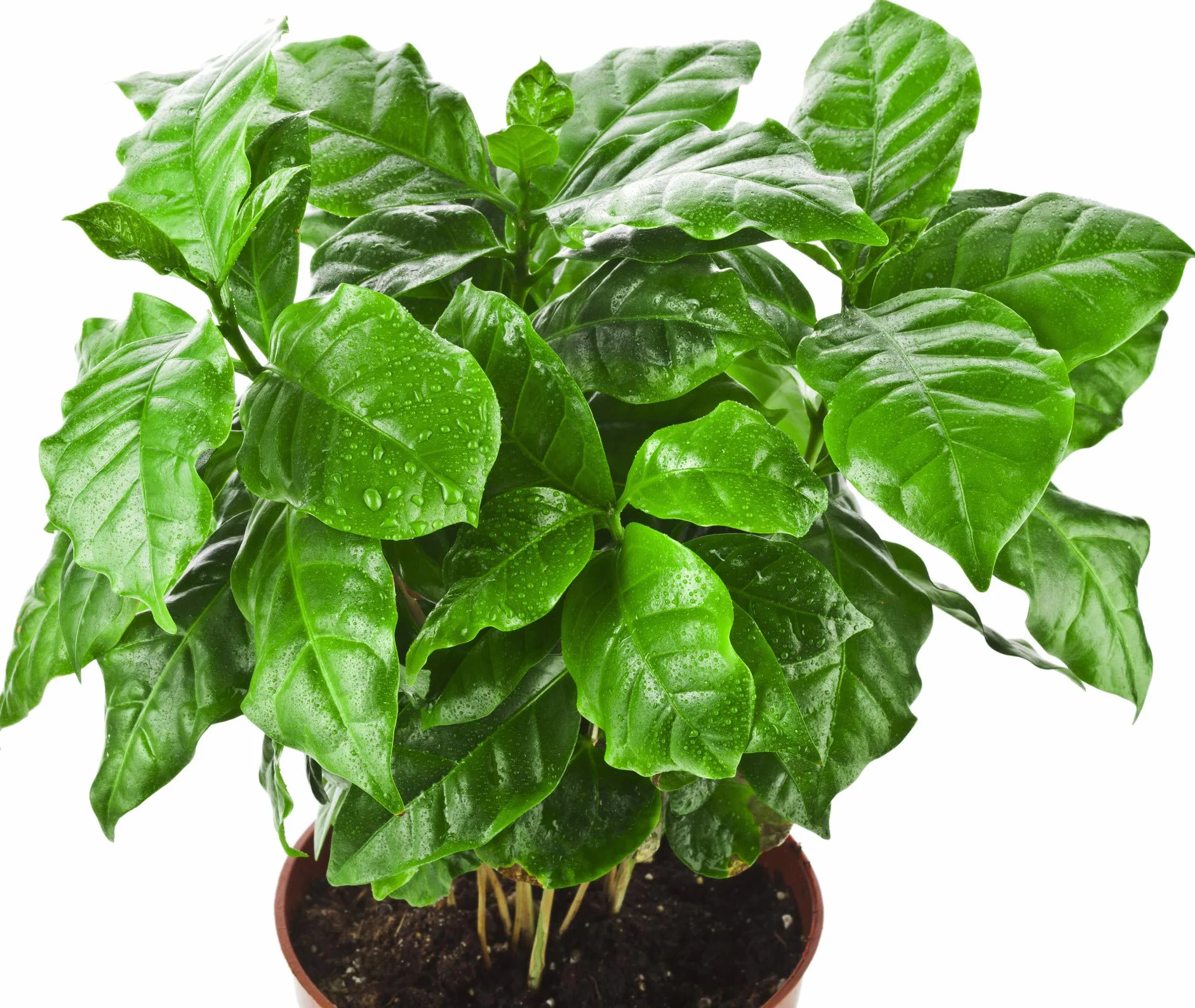 Bloomique Coffea Arabica Caféier Plante d’intérieur Hauteur 20-30 cm Pot 12 cm Lot de 2