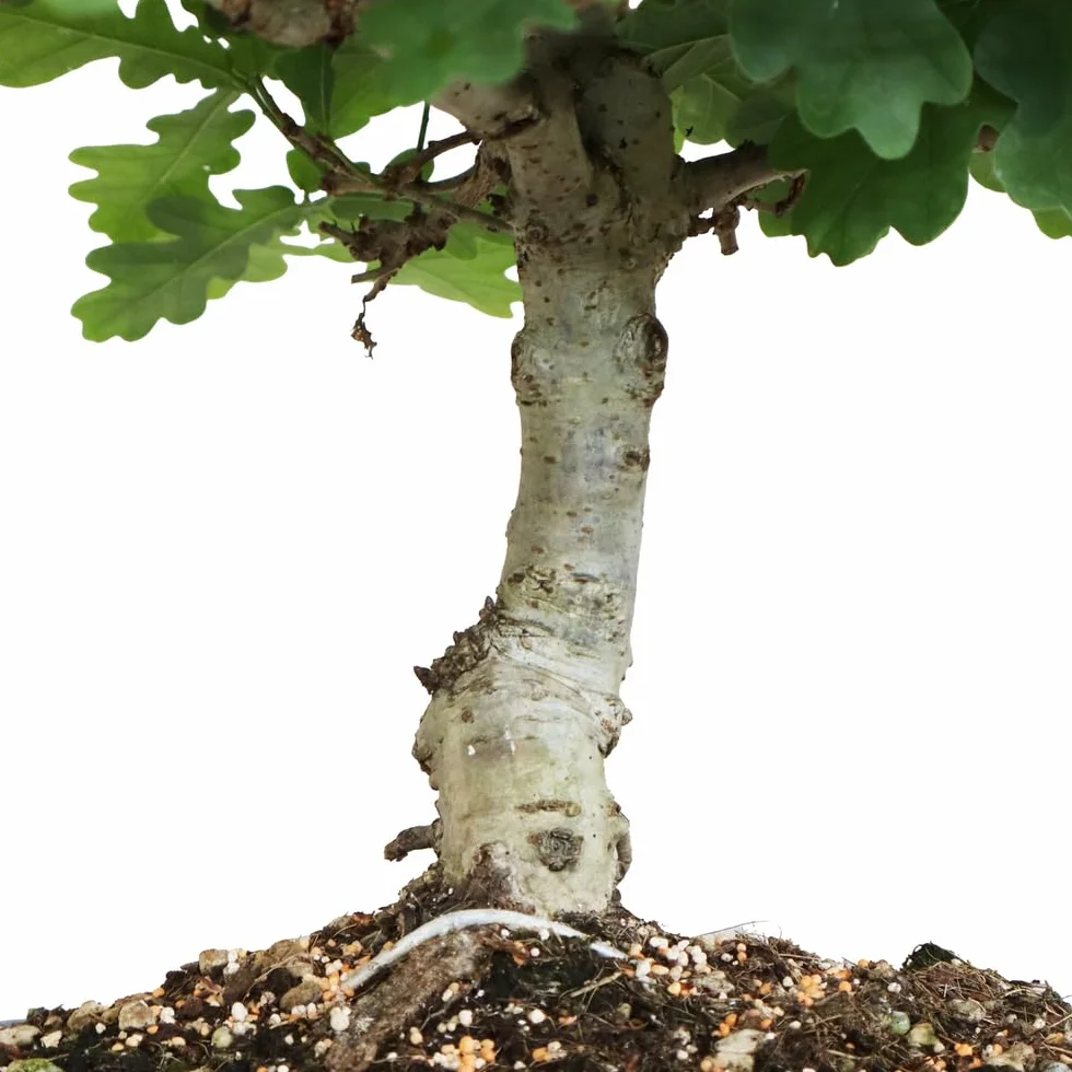 KENTIS Bonsaï Quercus Pubescens Chêne pubescent du Japon Vraies Plantes Décoratives d'Extérieur H 40-45 cm Pot Ø 26 cm