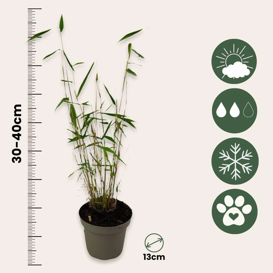 Fargesia papyrifera 'Blue Dragon' Bambou à papier Lot de 2 Pot 13cm Hauteur 30-40cm