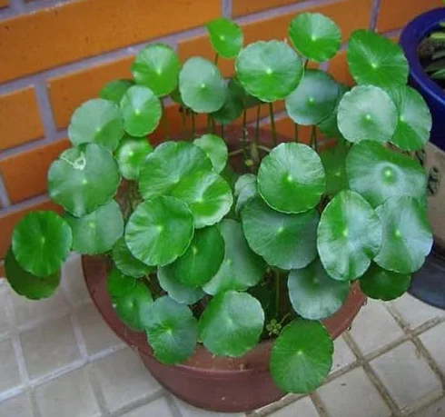 Nasiona Hydrocotyle 30 sztuk świeże