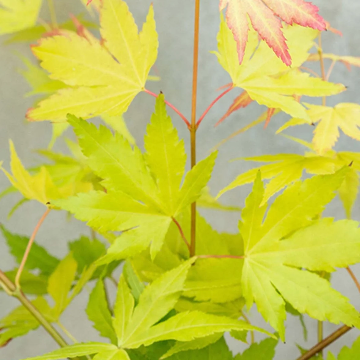 Acer palmatum 'Orange Dream' Érable du Japon Feuillage orange Hauteur 20-30 cm Pot 10,5 cm