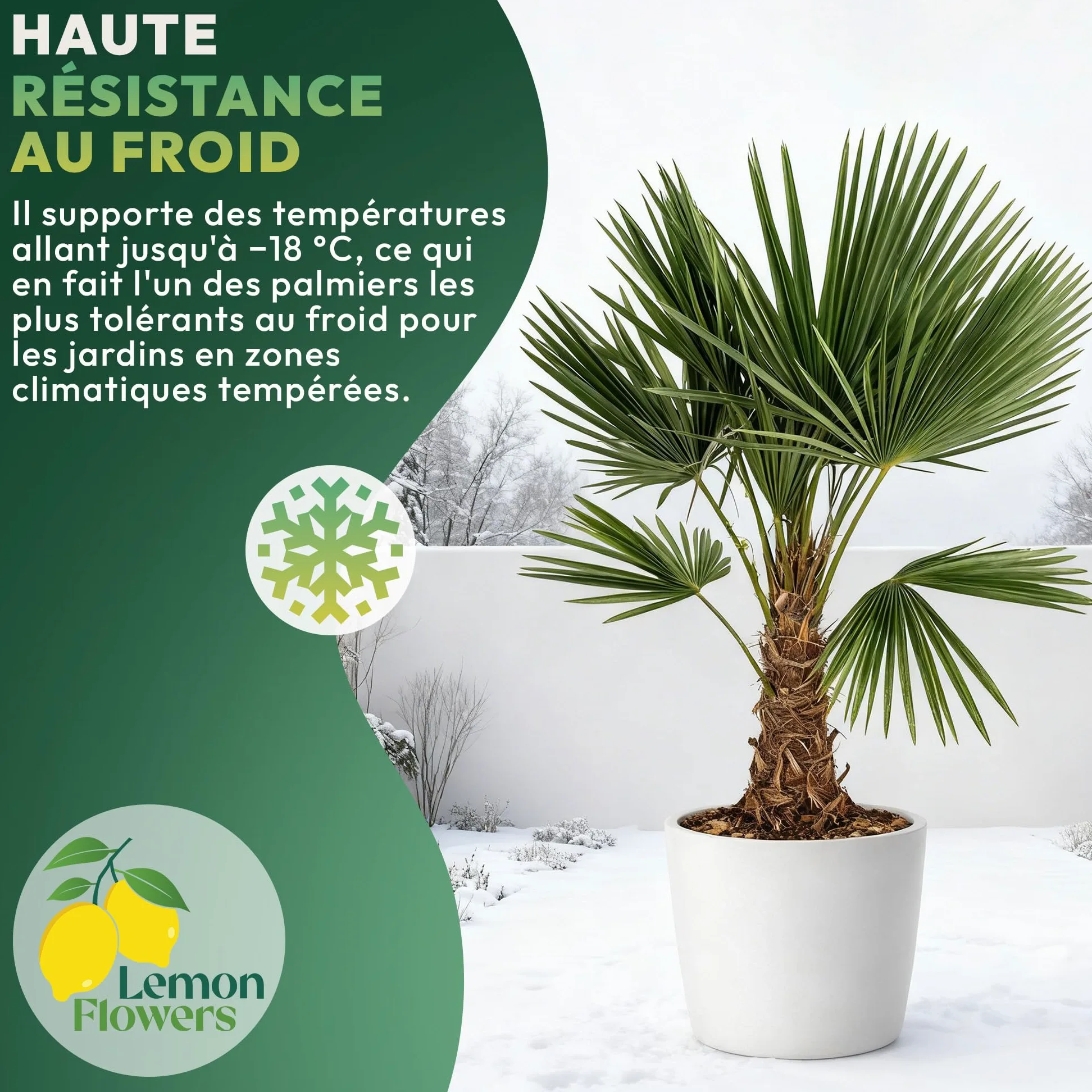 Palmier Trachycarpus Fortunei 140 cm – Palmier Extérieur Résistant -18°C | Palmier Naturel pour Jardin, Terrasse et Balcon – Plante d'Extérieur en Pot
