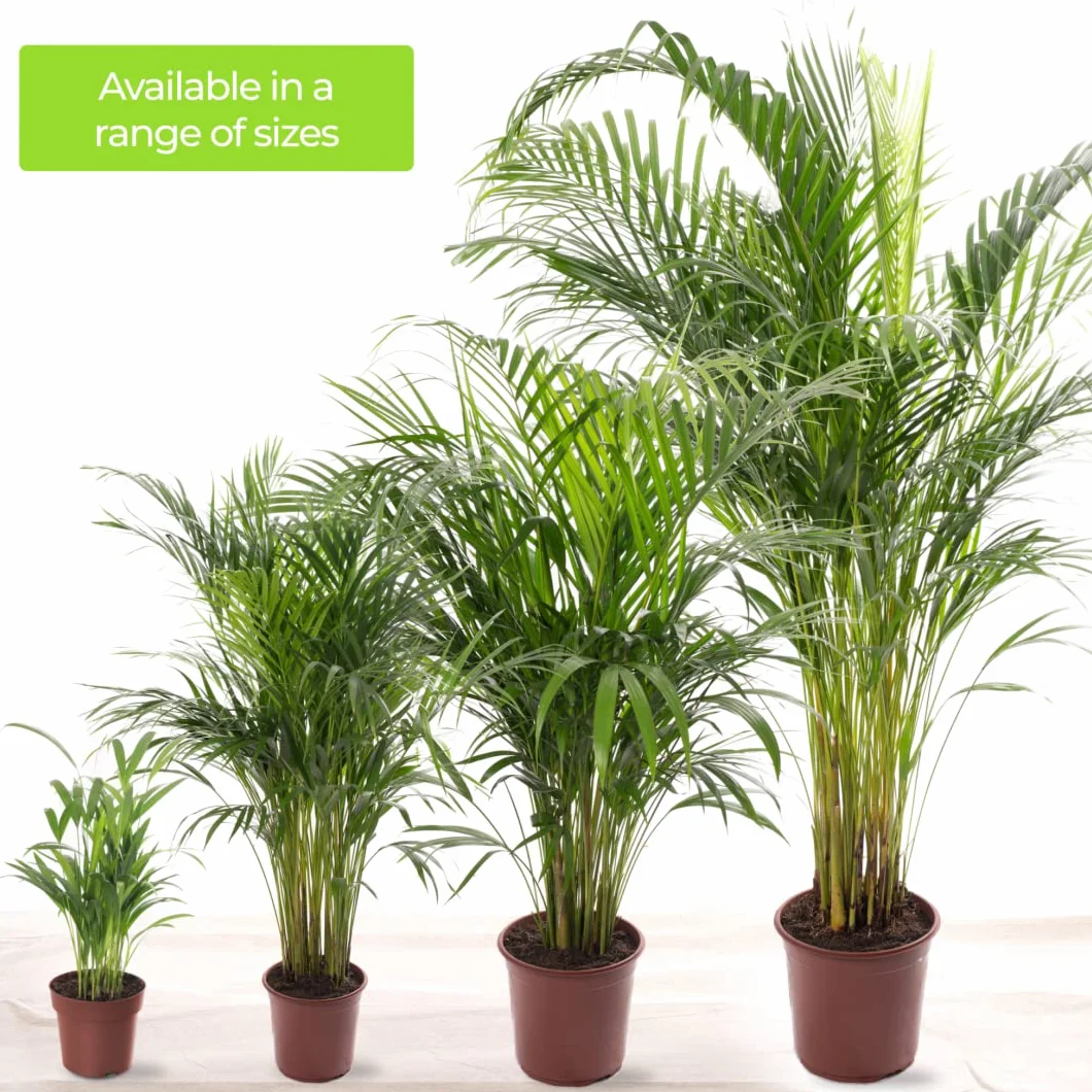 Areca Palme palmier à fruits dorés Plantes d'intérieur 80-90 cm pot