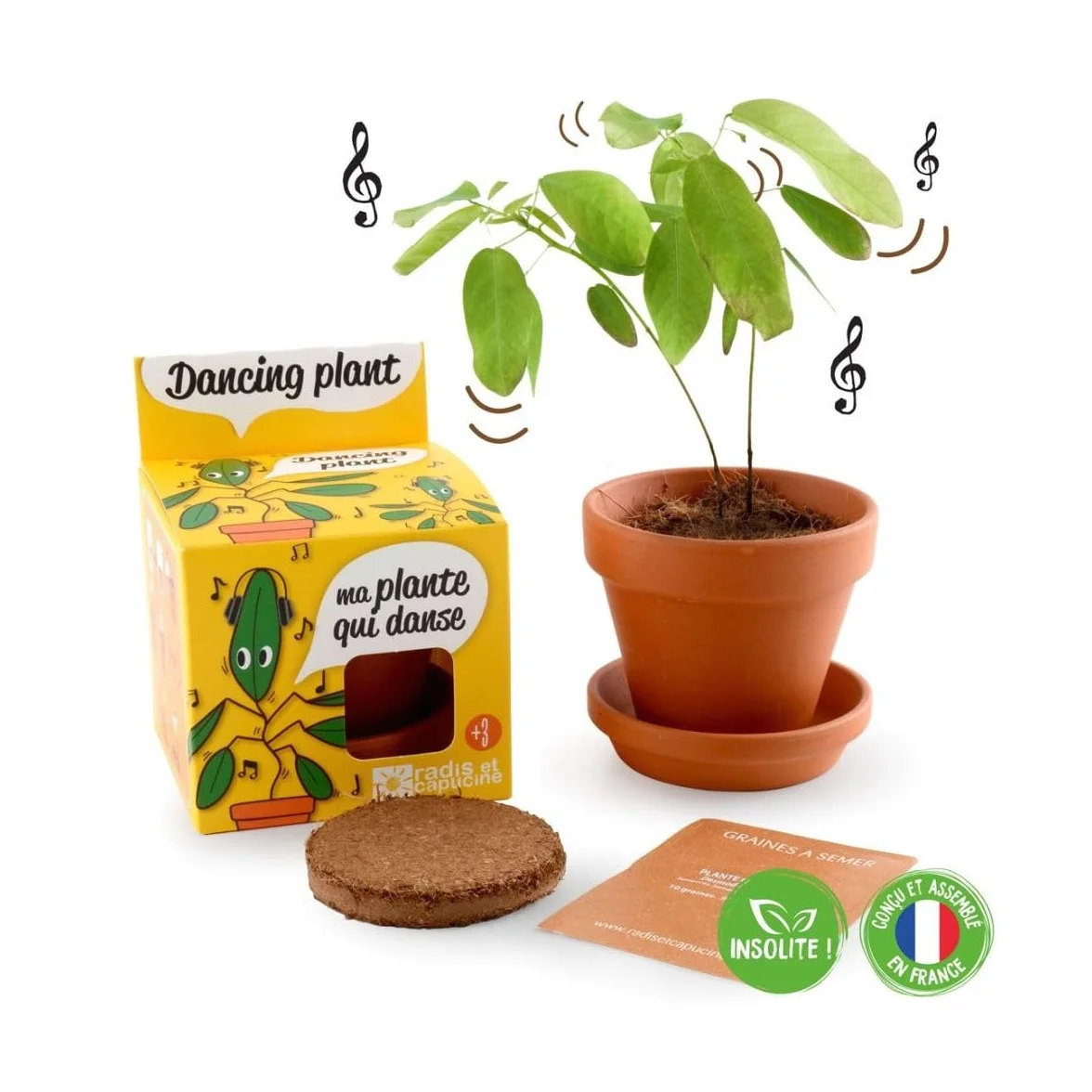 Radis et Capucine Pot avec coupelle Plante qui danse 8 cm