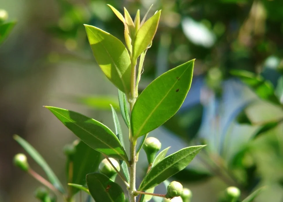 SAFLAX Myrte commun 30 graines Myrtus communis
